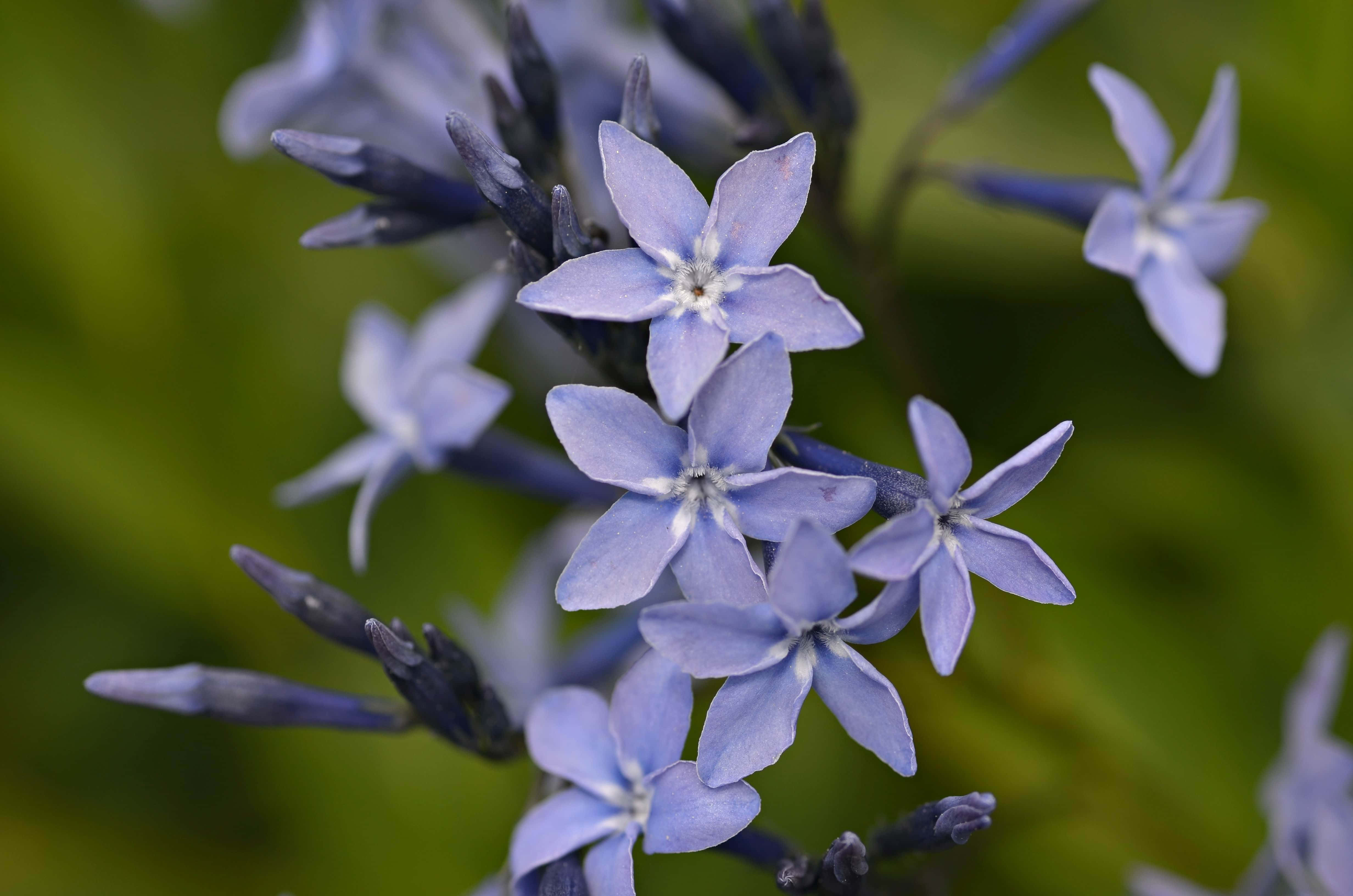 Ice Blue, crystal landscape, light purple star-shaped flowers, 4K Desktop Wallpaper