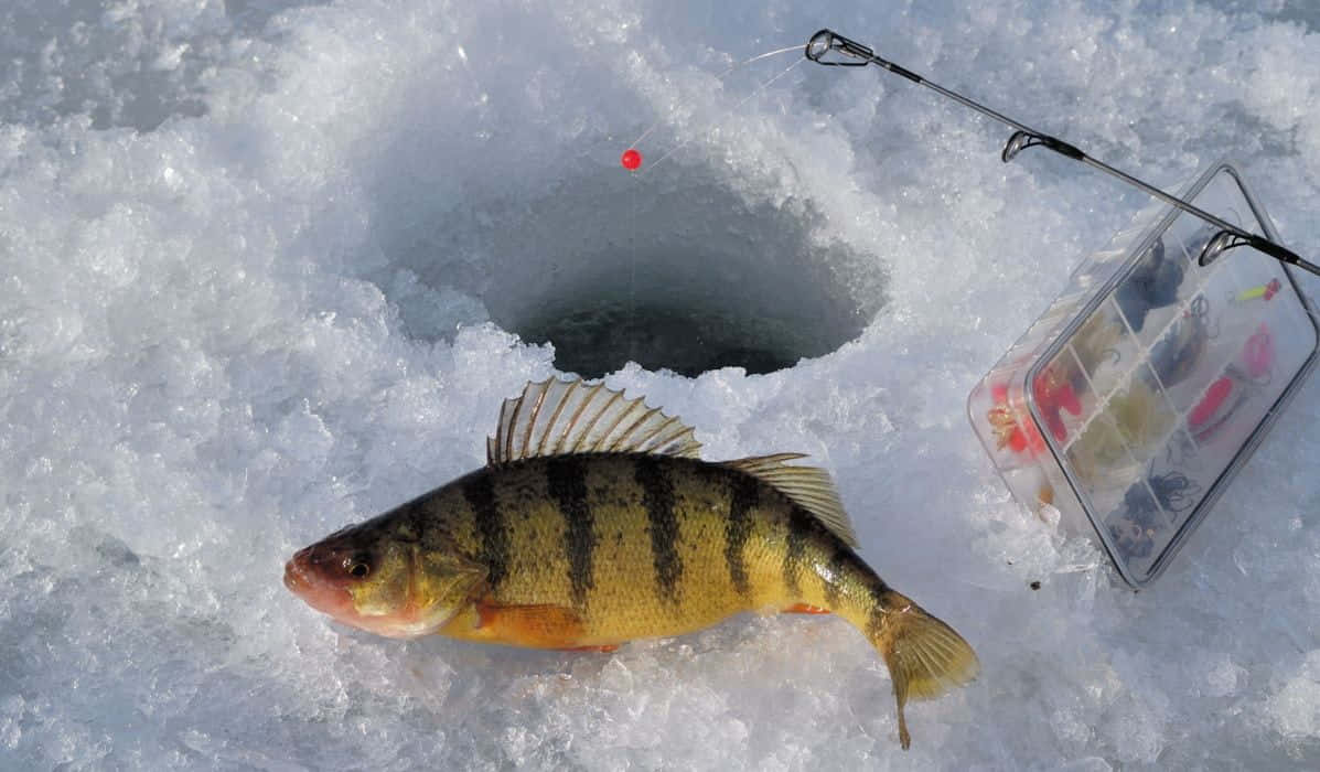 ice fishing, yellow perch, frozen lake, SD Desktop Wallpaper