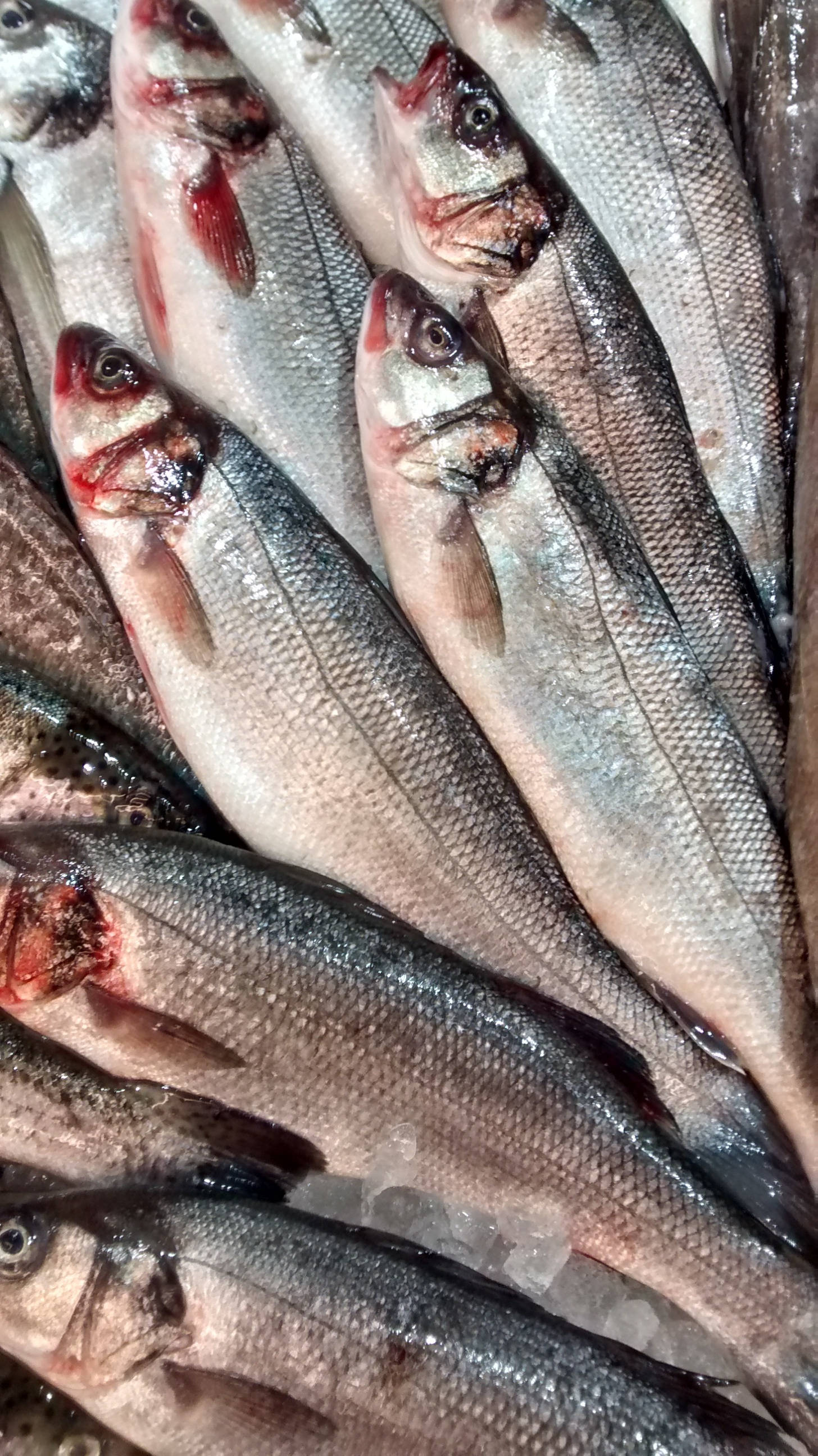mackerel fish, silver fish, red gills, 2K Phone Wallpaper