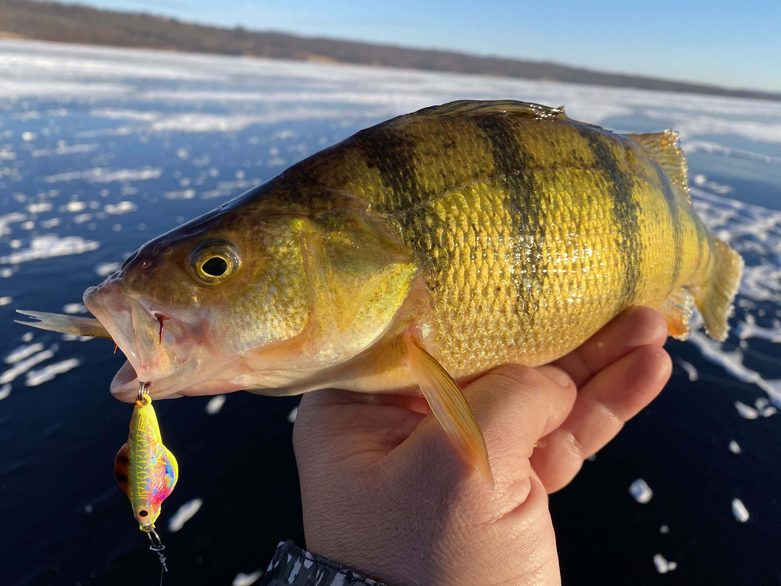 yellow perch, frozen lake, clear blue sky, 2K Desktop Wallpaper
