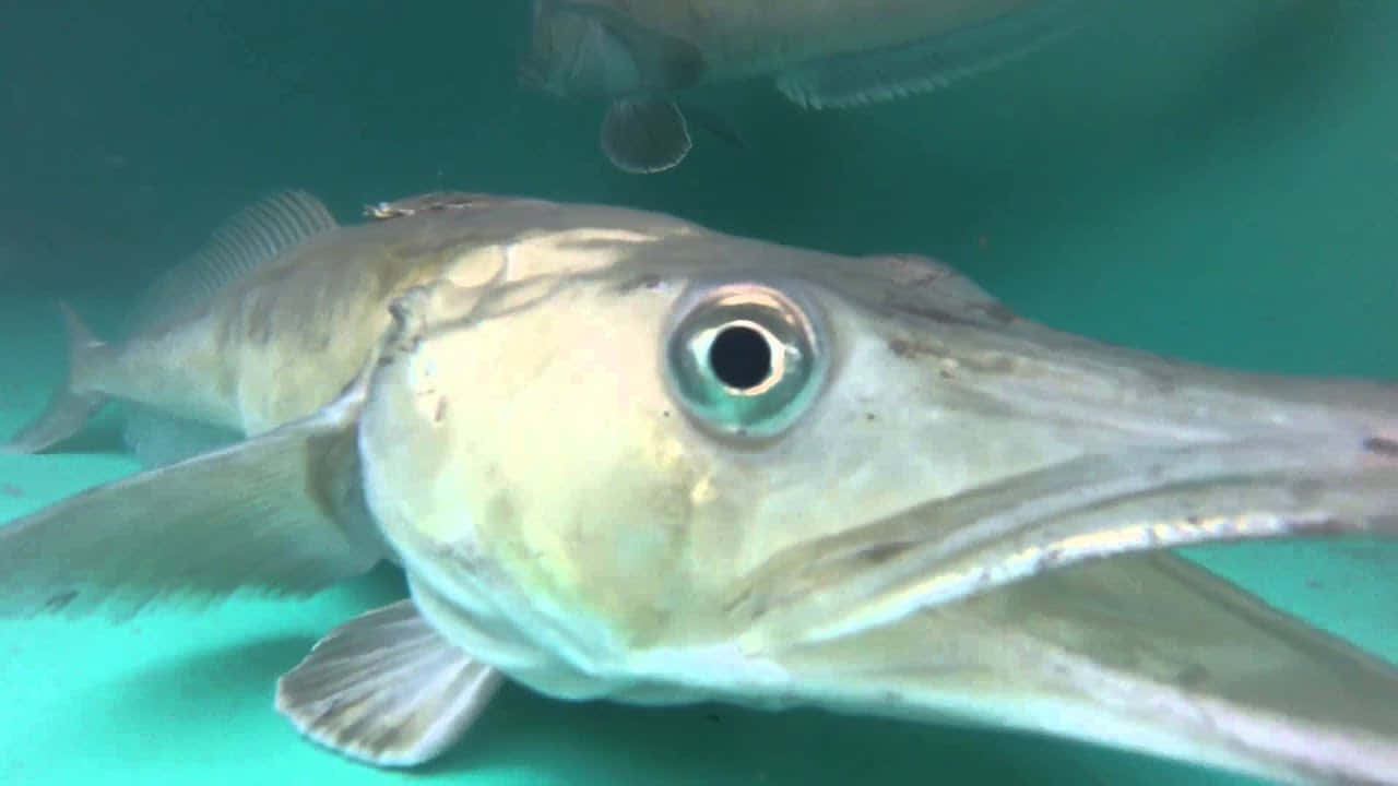 icefish, deep icy waters, greenish water, HD Desktop Wallpaper