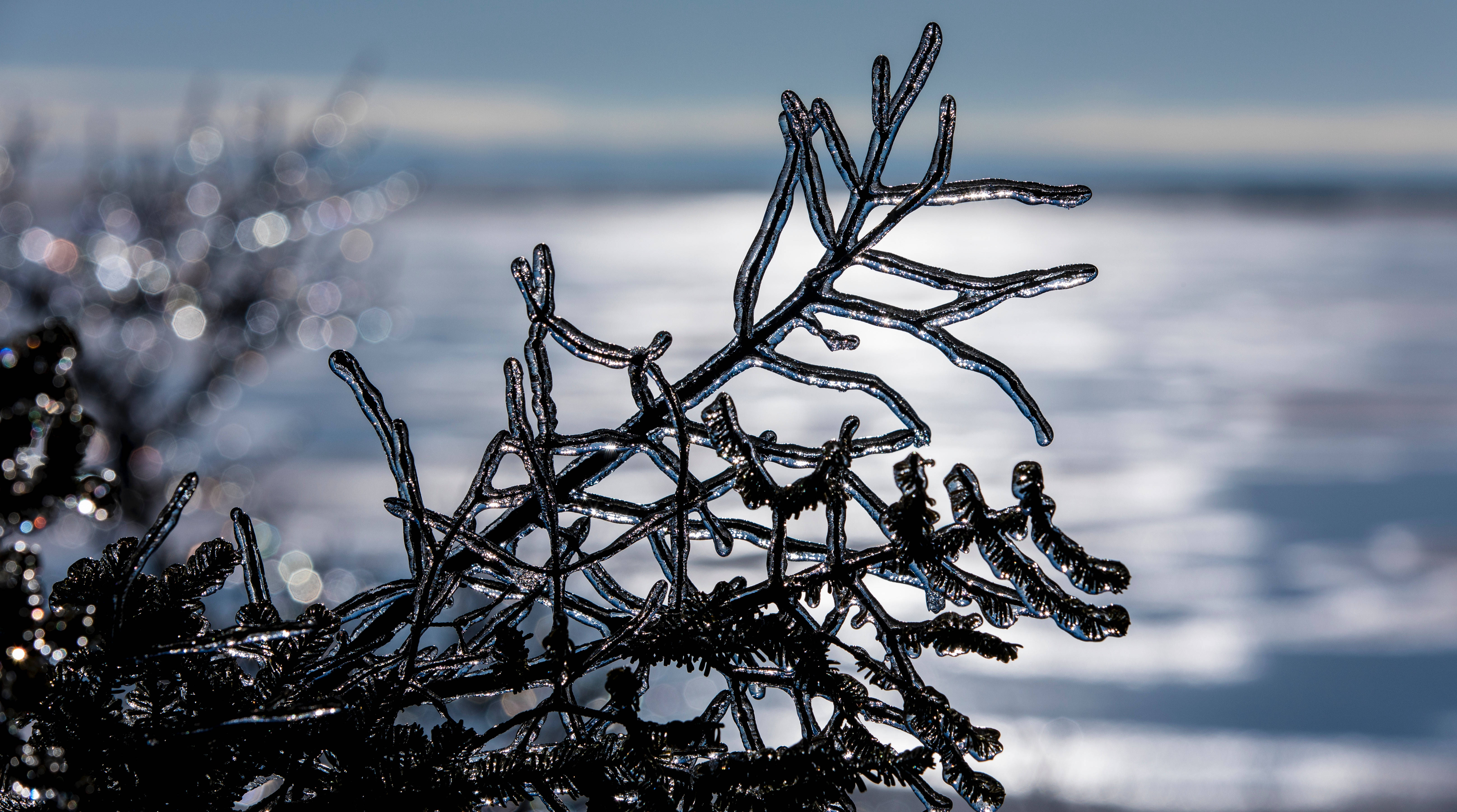 tree branch, ice crystals, snowy landscape, 5K Desktop Wallpaper