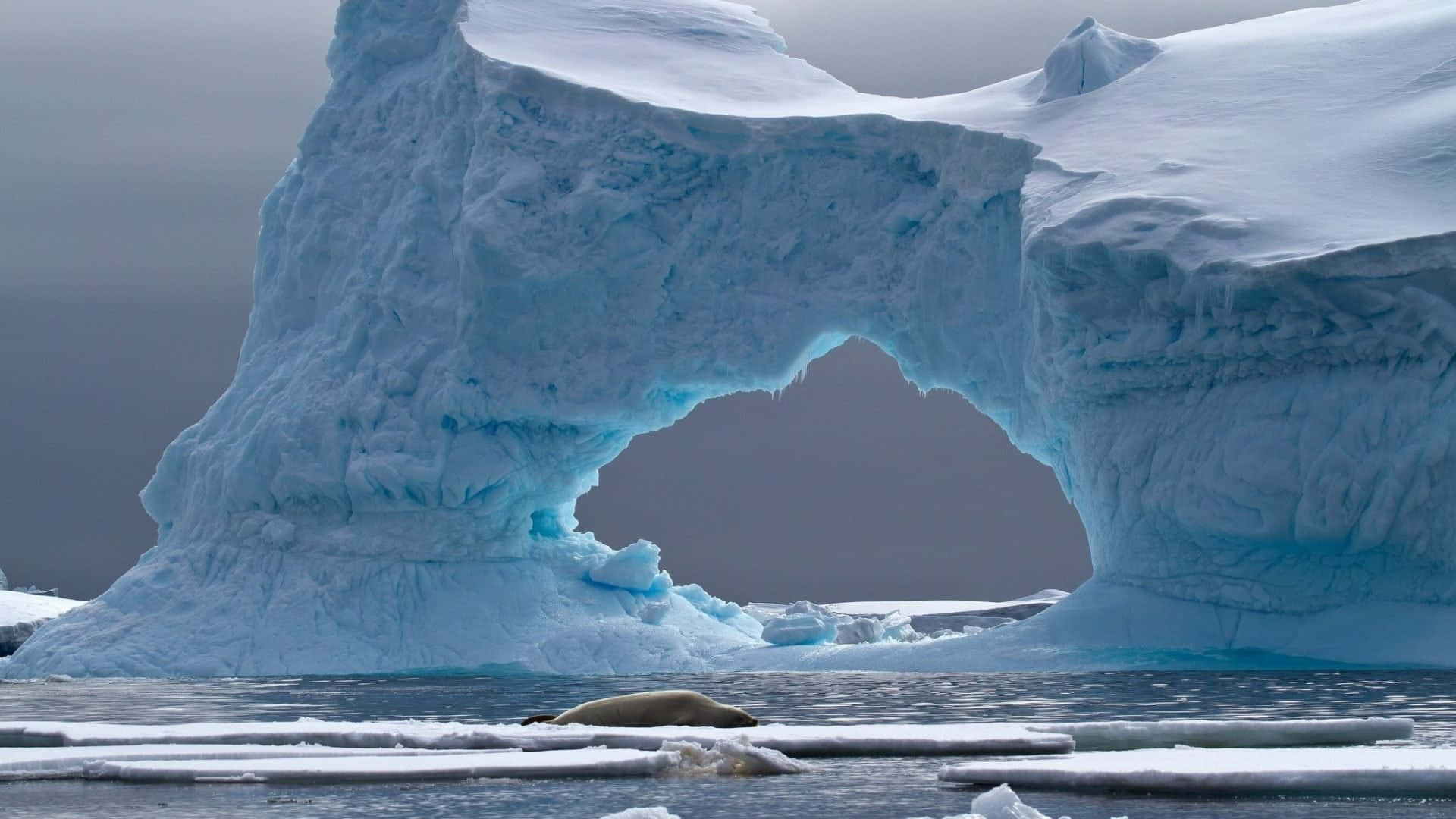 Iceberg, blue iceberg, seal, Full HD Desktop Wallpaper