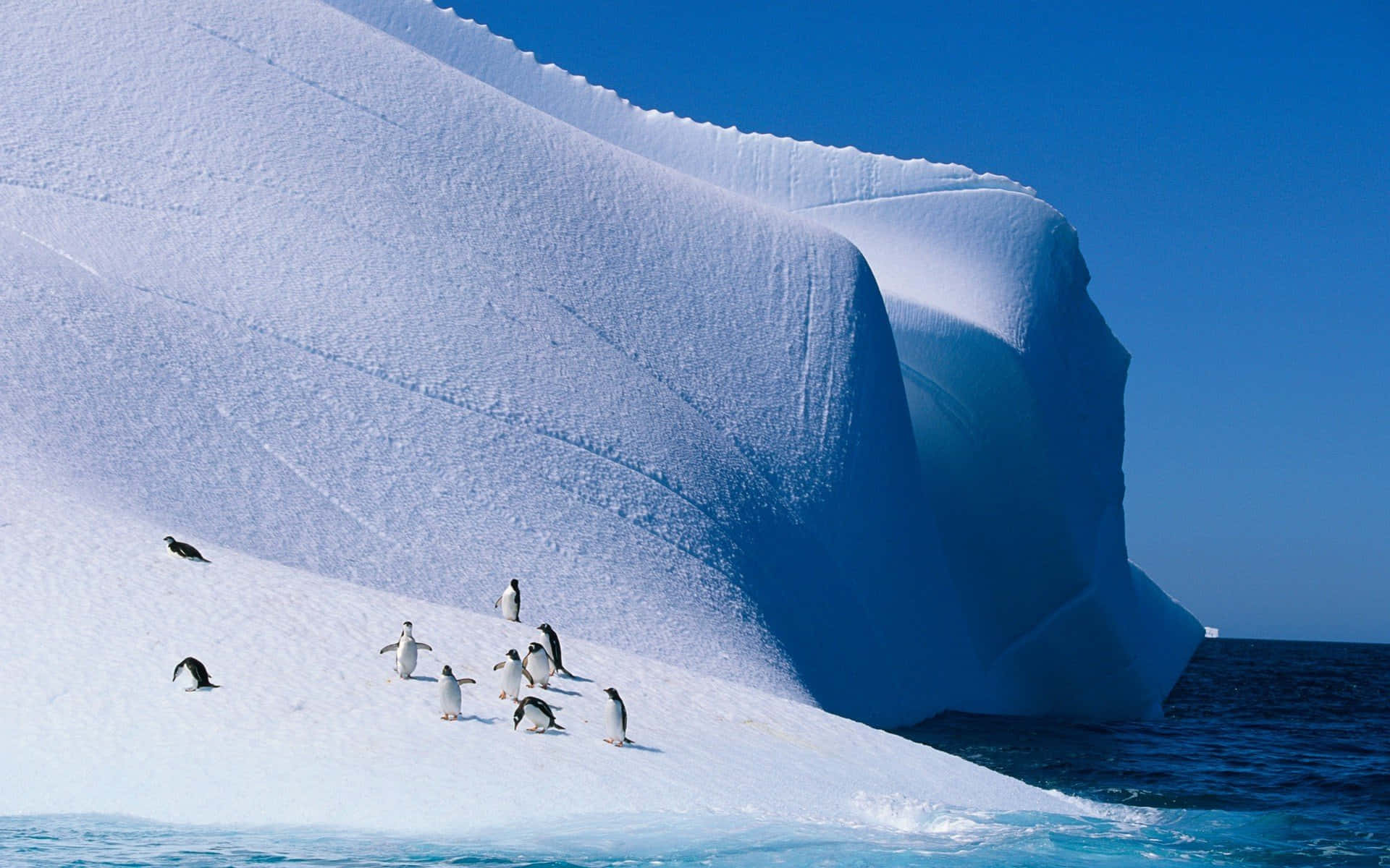 Iceberg, penguins, blue-tinged iceberg, Full HD Desktop Wallpaper