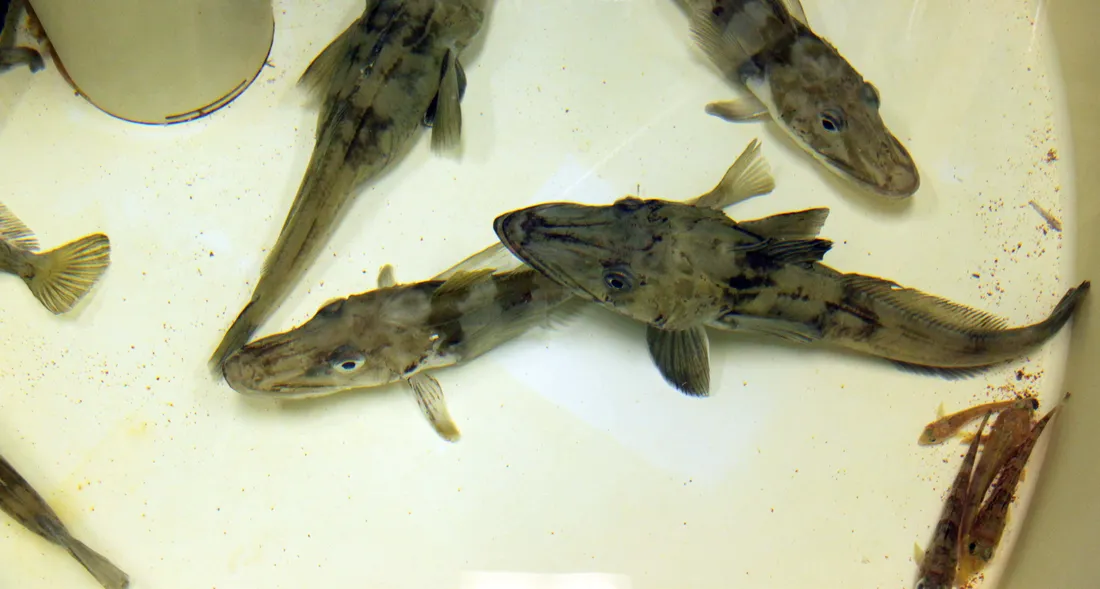 Icefish