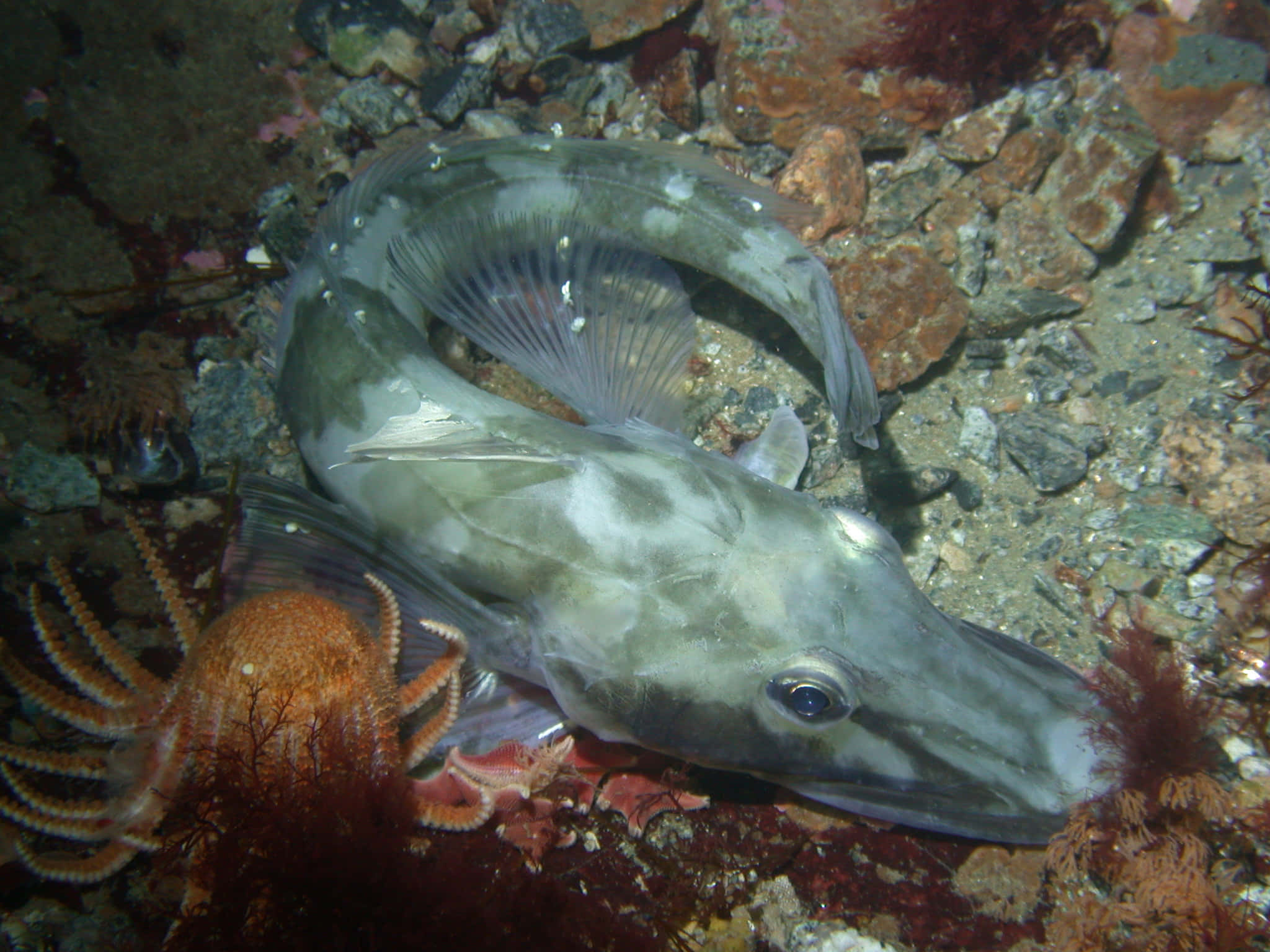 Icefish, translucent fins, rocky ocean floor, Full HD Desktop Wallpaper
