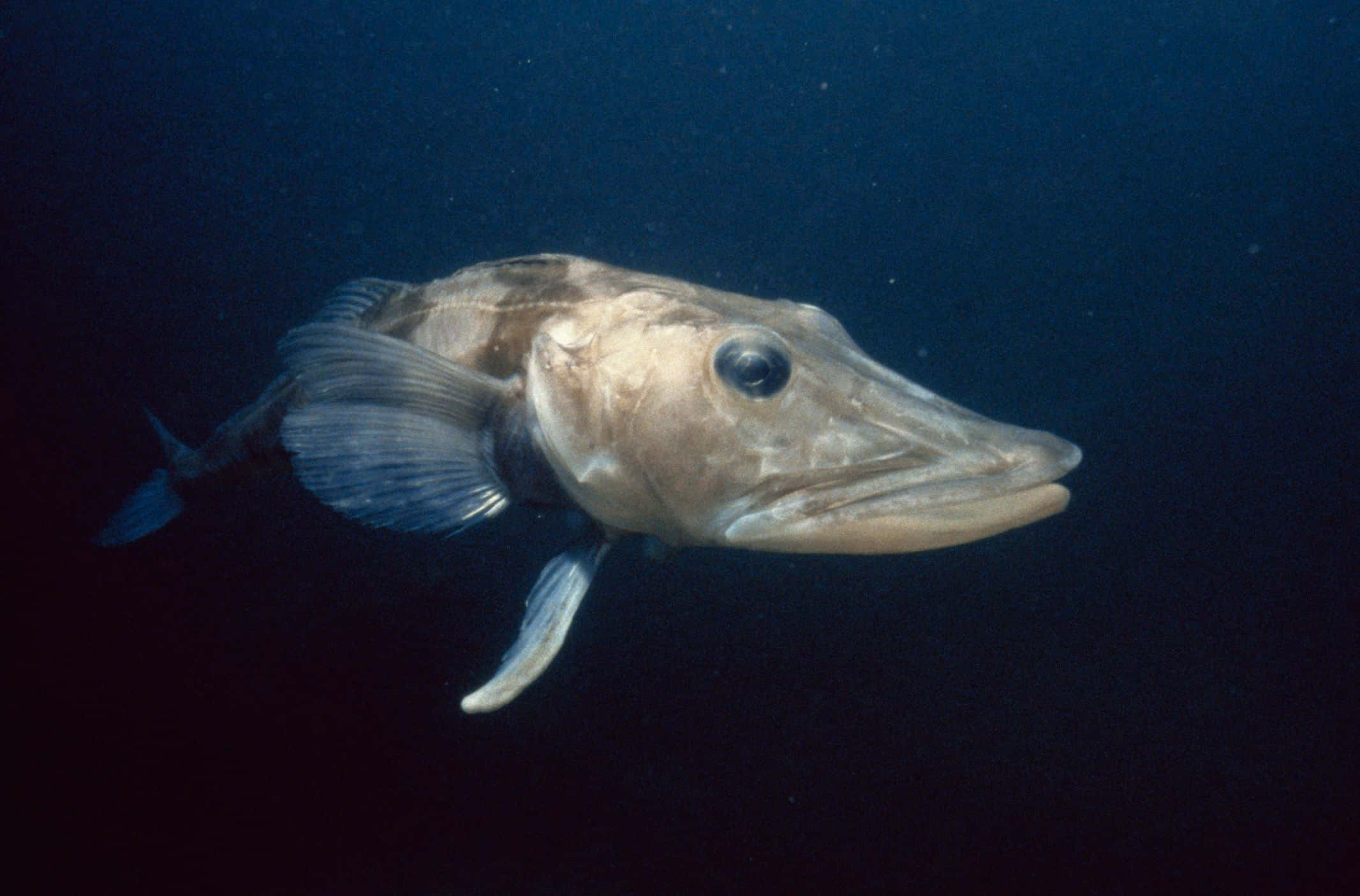 Icefish, deep-sea fish, long snout, Full HD Desktop Wallpaper
