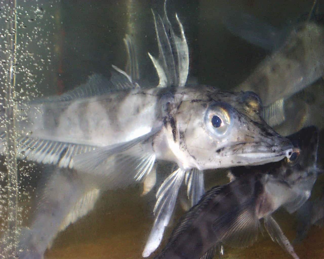 Icefish, aquarium, translucent fish, HD Desktop Wallpaper