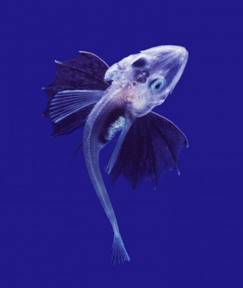 Icefish, translucent deep-sea fish, bat-like fins, SD Phone Wallpaper