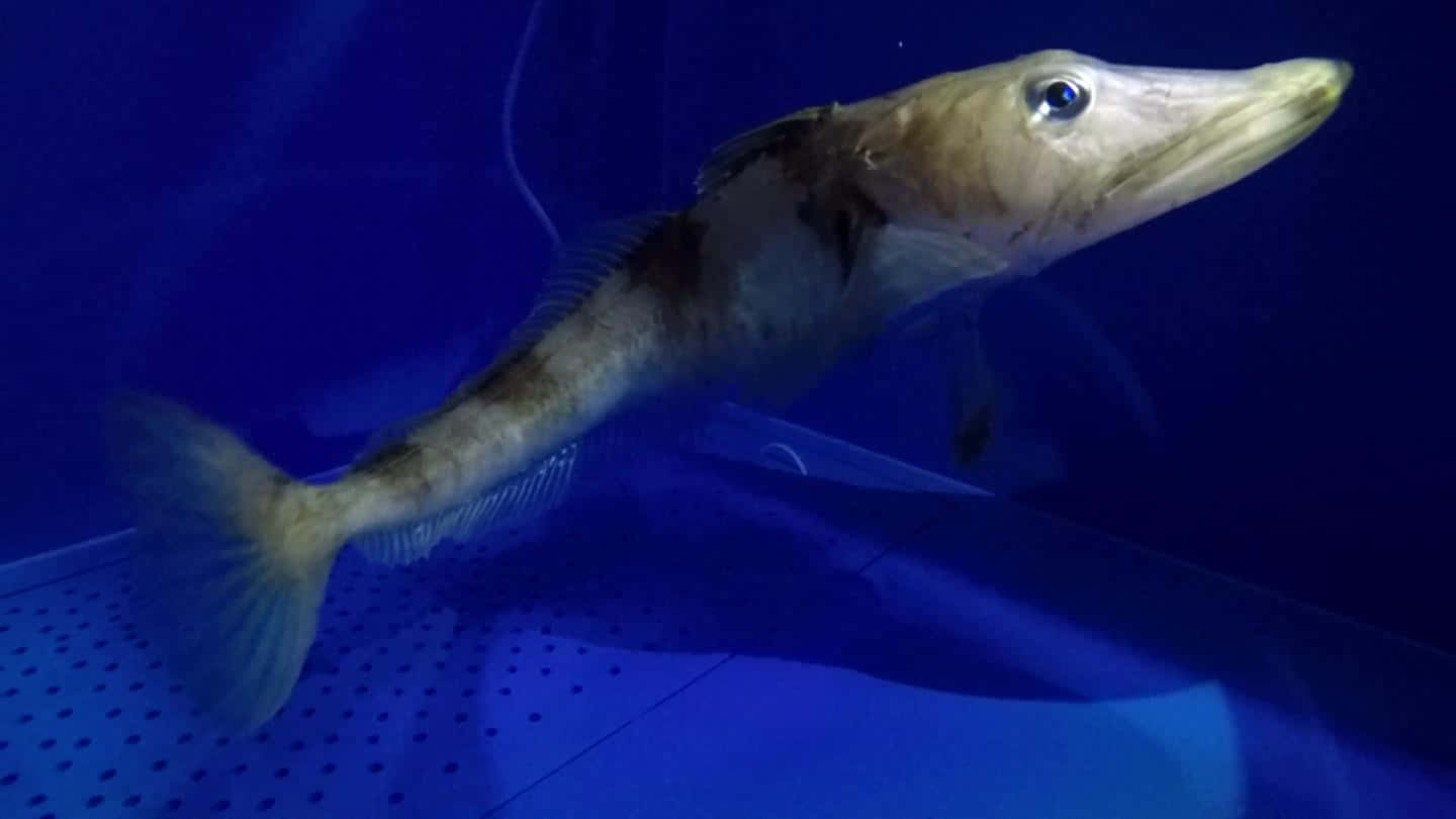 Icefish, aquarium, blue background, HD Desktop Wallpaper