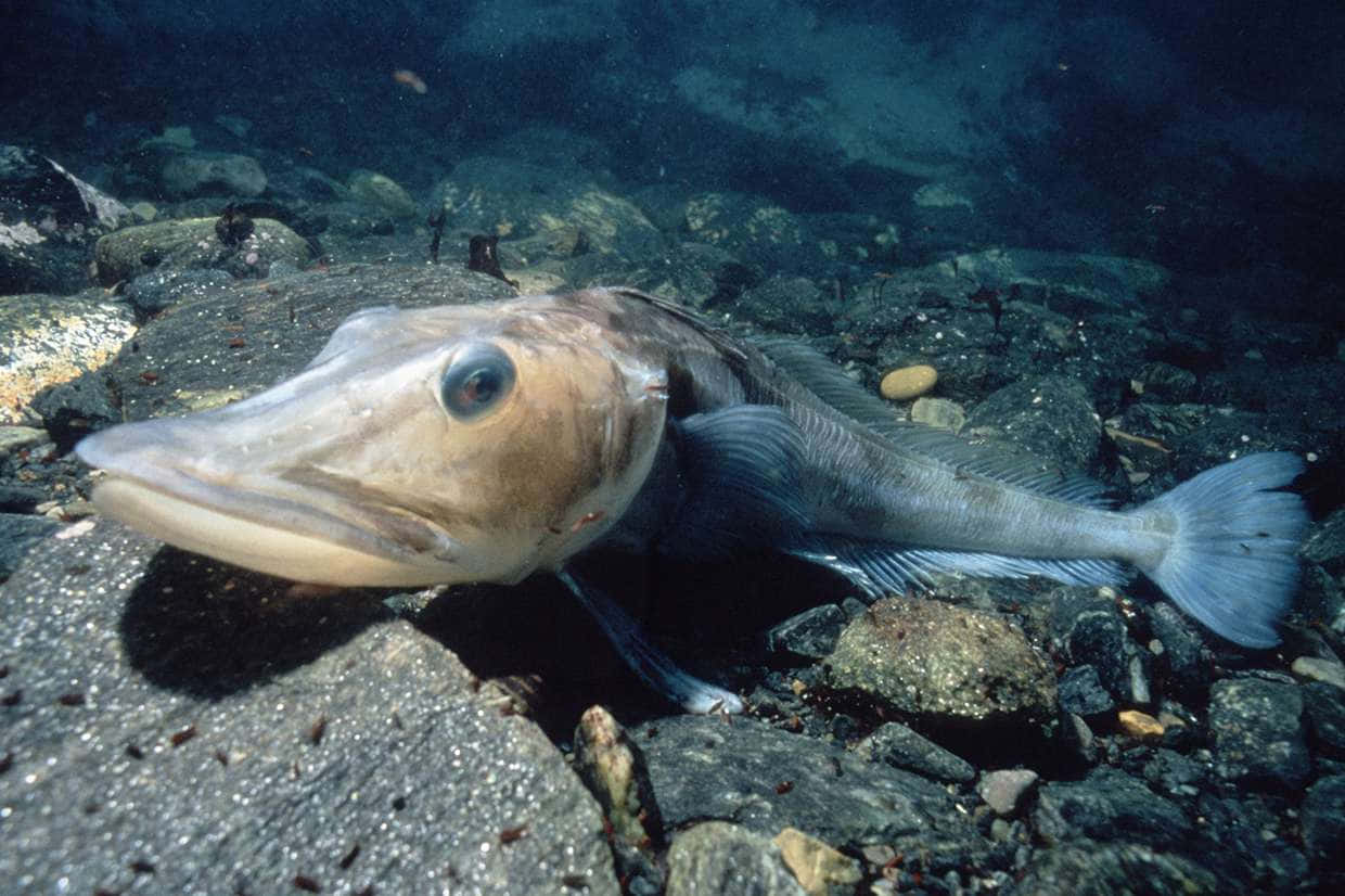Icefish, deep water, rocky ocean floor, SD Desktop Wallpaper