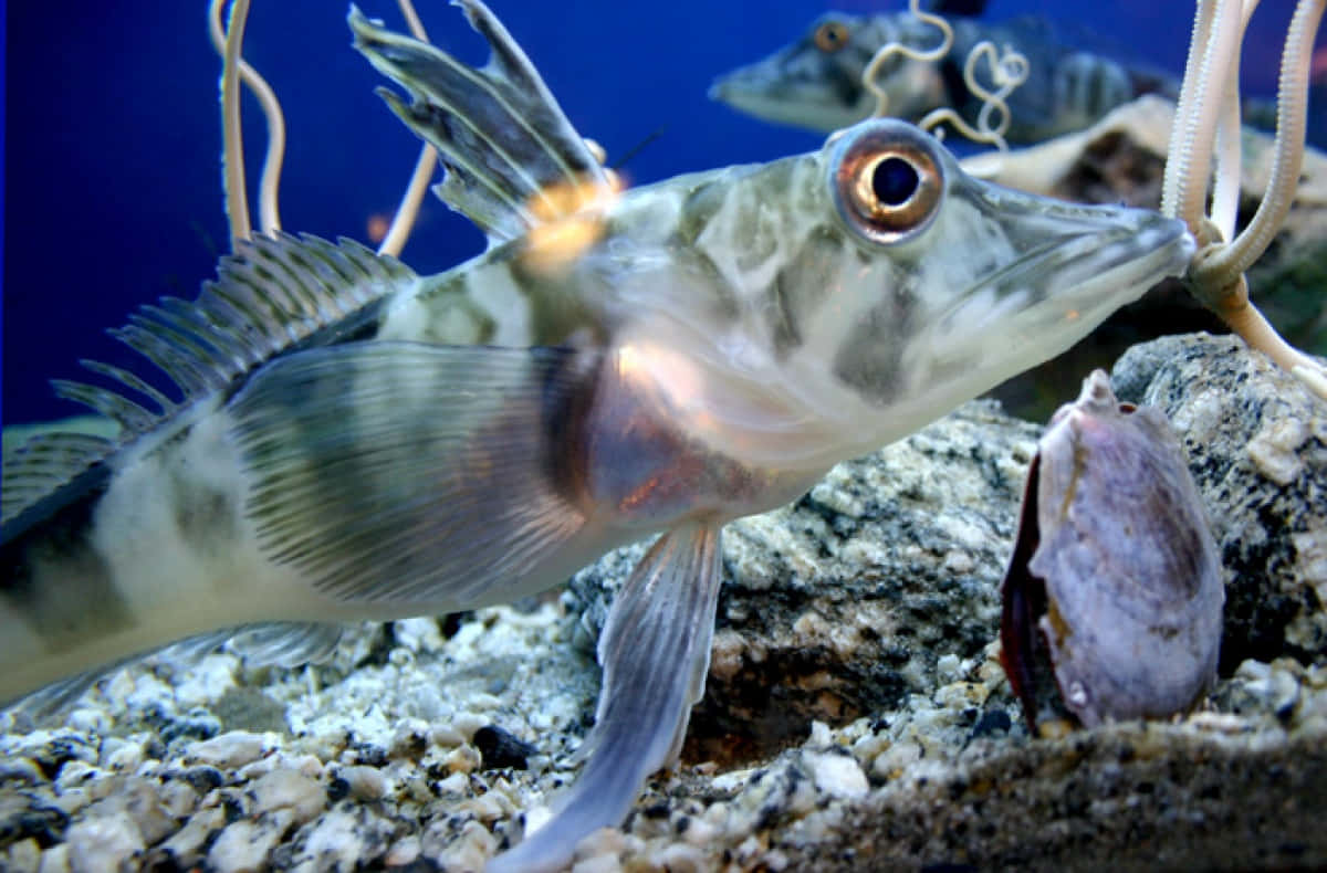 Icefish, natural habitat, camouflaged fish, SD Desktop Wallpaper
