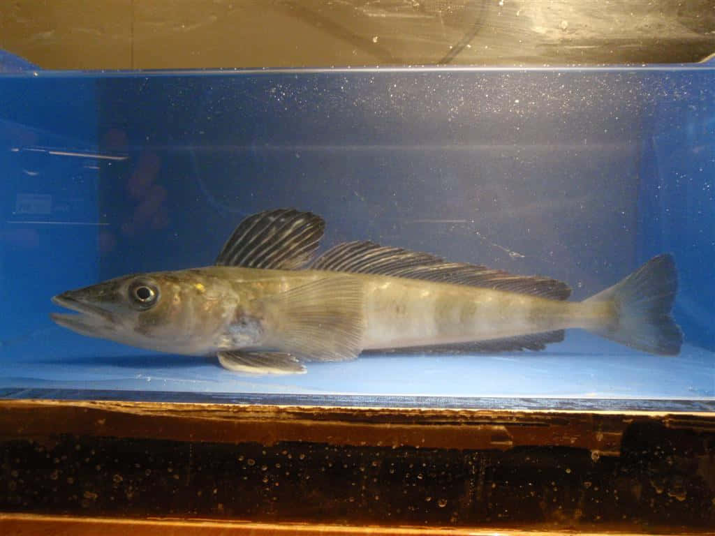 Icefish, aquarium, blue tank, SD Desktop Wallpaper
