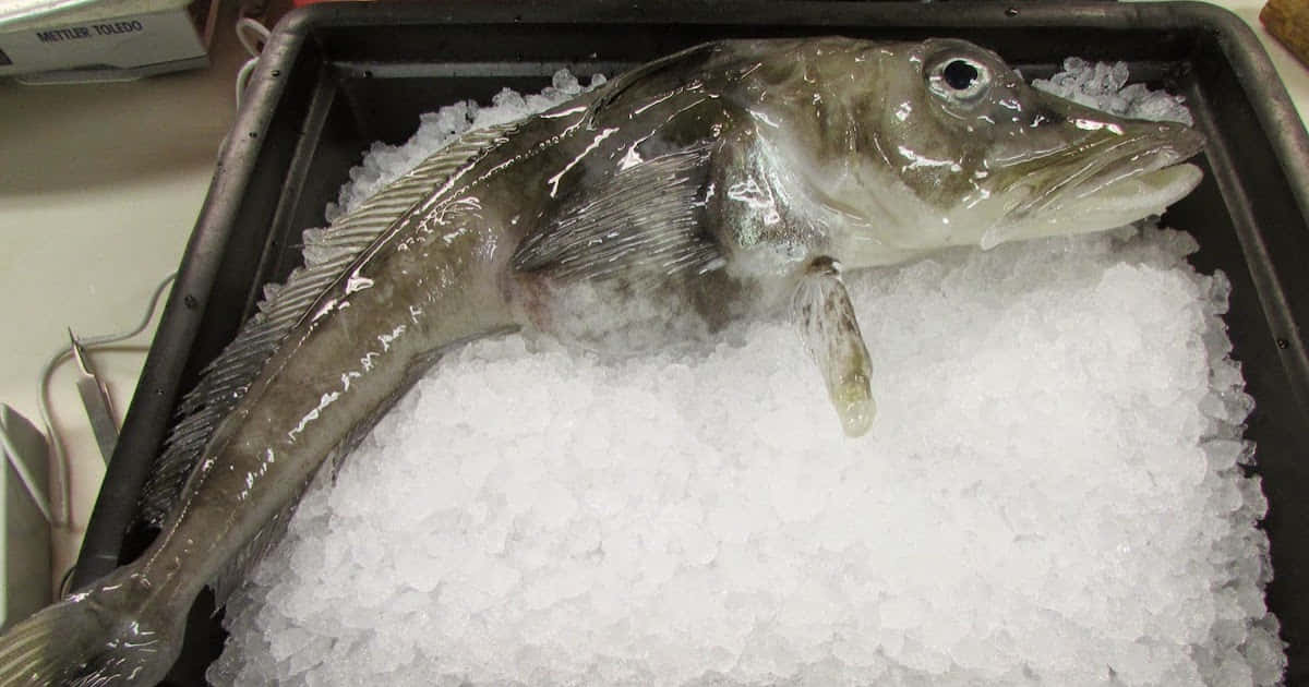 Icefish, crushed ice, black tray, SD Desktop Wallpaper