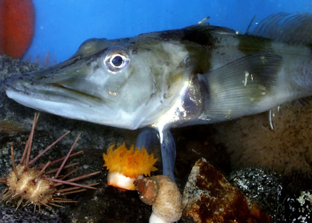 Icefish, natural habitat, long-nosed fish, SD Desktop Wallpaper
