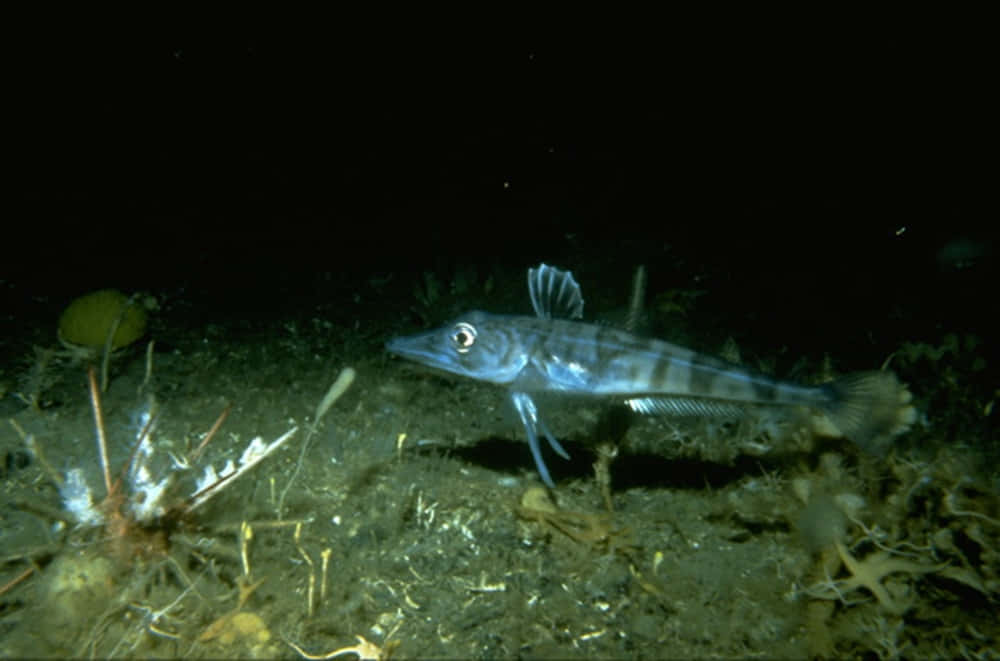 Icefish, striped body, large eyes, SD Desktop Wallpaper