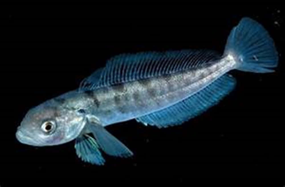 Icefish, translucent blue, delicate fins, SD Desktop Wallpaper