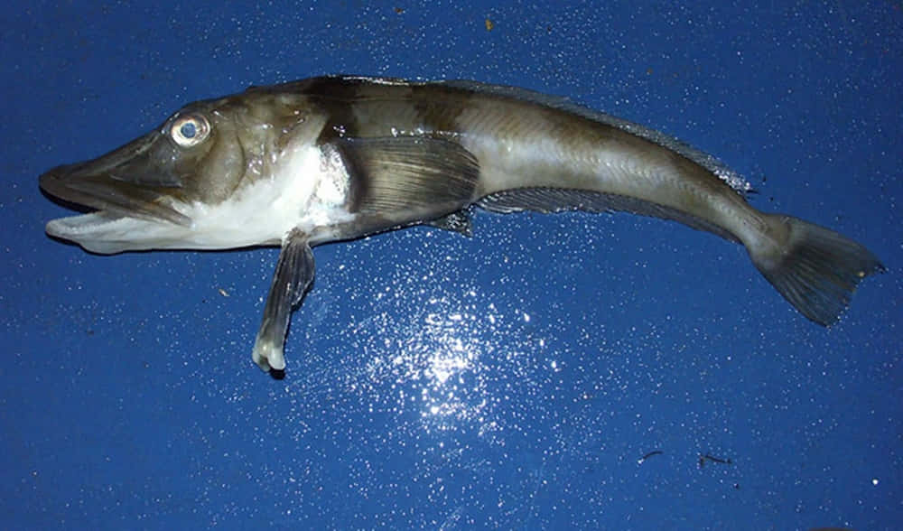 Icefish, specimenon, blue background, SD Desktop Wallpaper