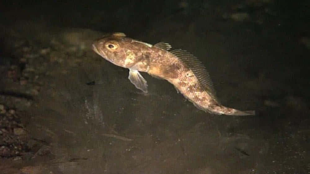Icefish, natural habitat, murky dark water, SD Desktop Wallpaper