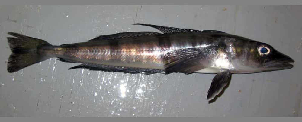 Icefish, silver highlights, blue eye, SD Desktop Wallpaper