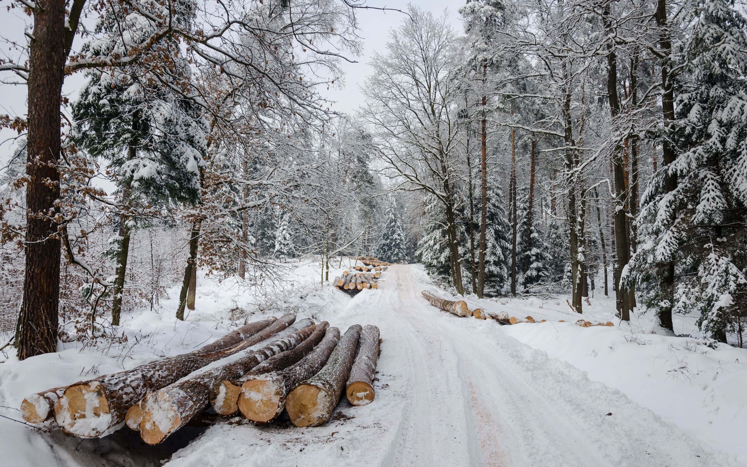 icy road, snow-covered forest path, felled logs, 2K Desktop Wallpaper