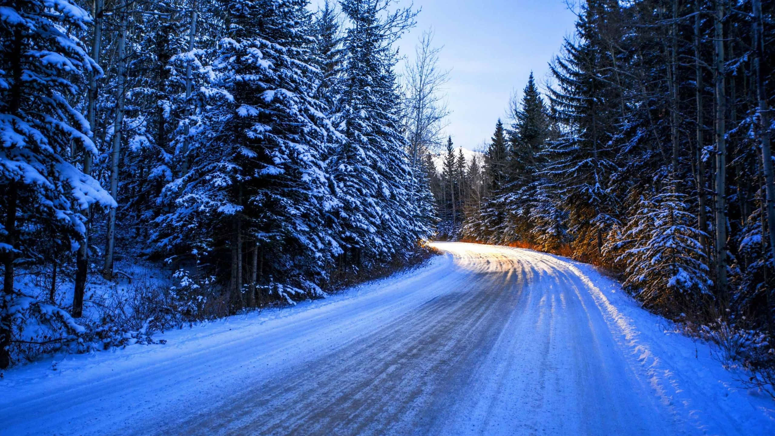 Icy Road, snow-covered road, dense forest of snow-laden evergreen trees, 2K Desktop Wallpaper