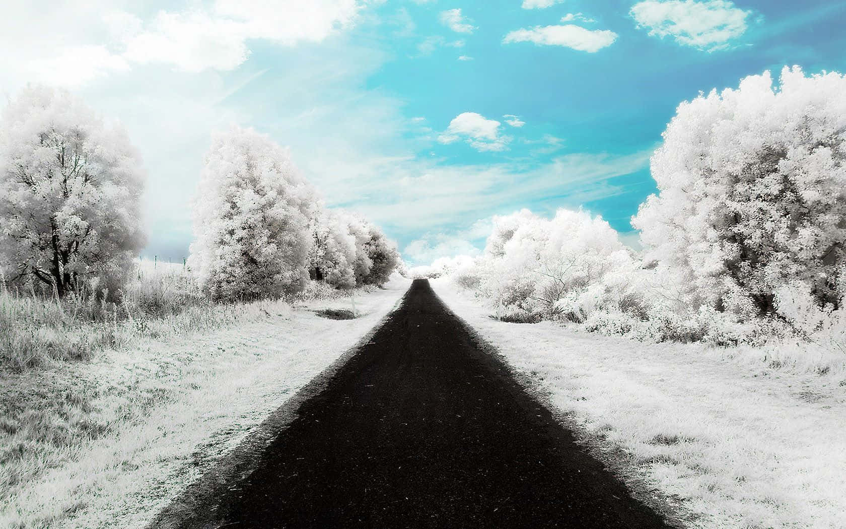 Icy Road, black road, snowy forest, HD Desktop Wallpaper