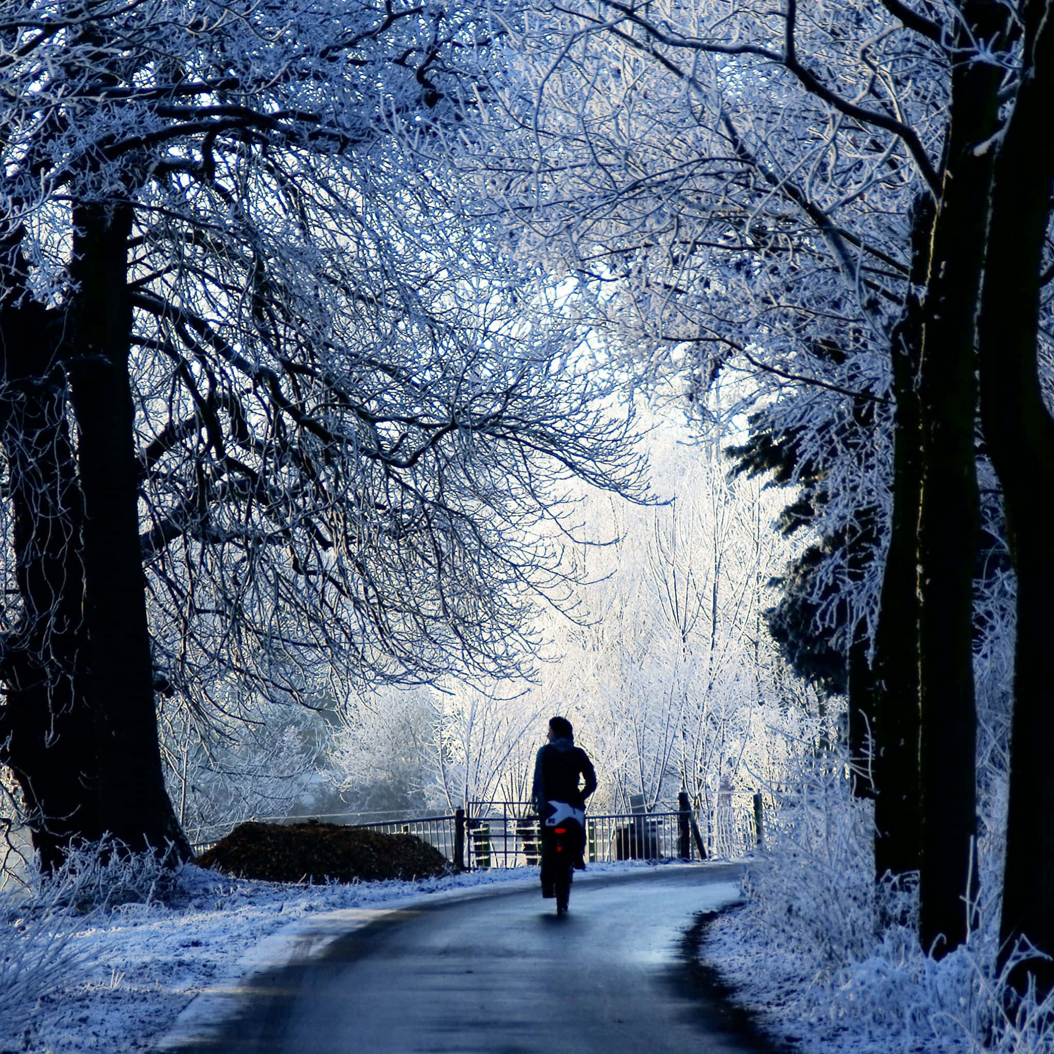 Icy Road, winter wonderland, frost-covered forest path, Full HD Desktop Wallpaper