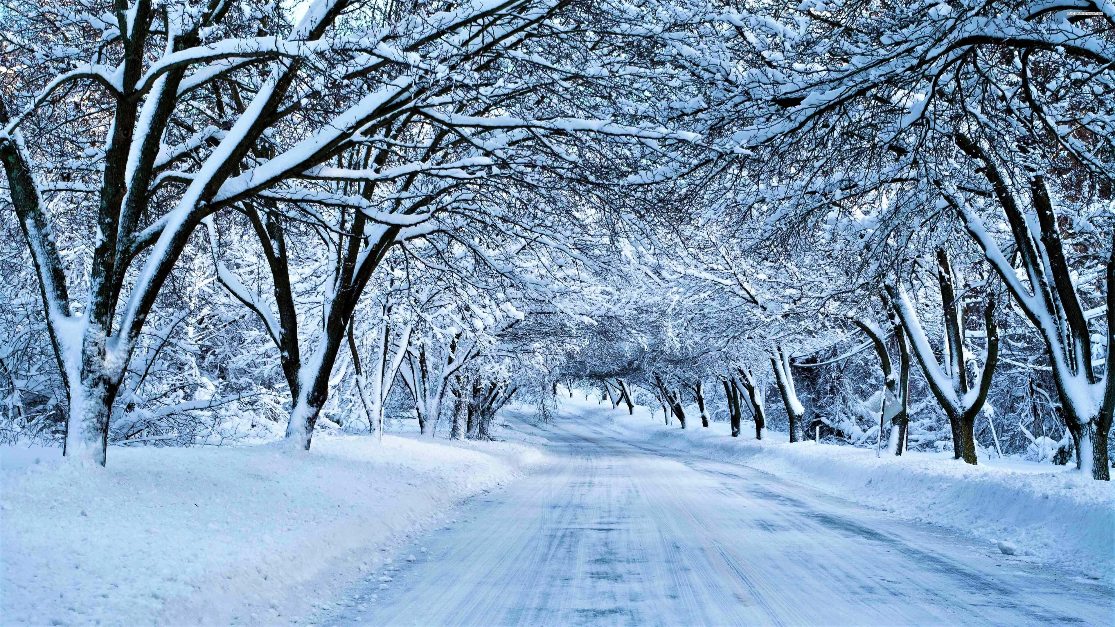 Icy Road, snow-covered road, forest of bare trees, 4K Desktop Wallpaper