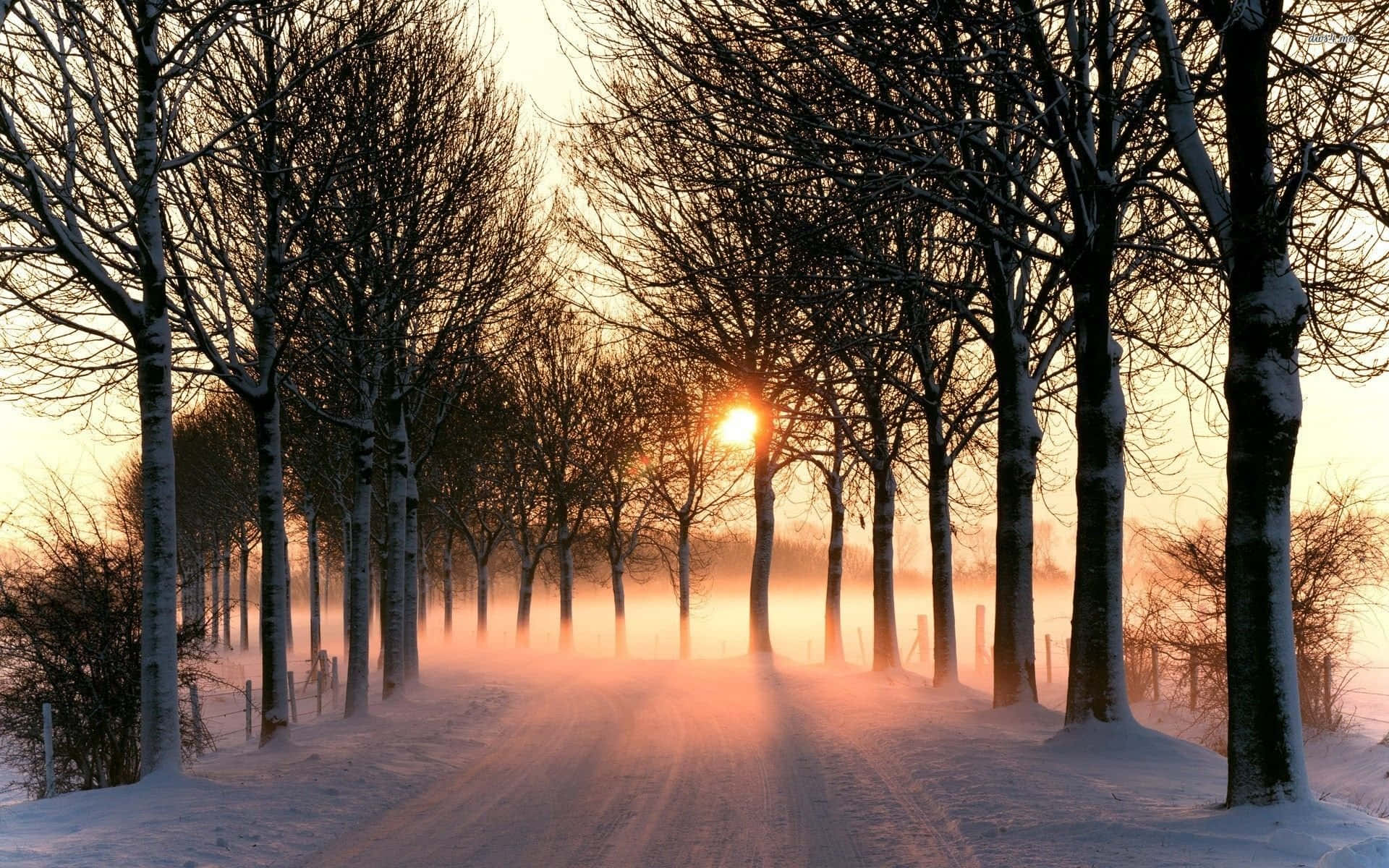 Icy Road, snowy road, bare trees, Full HD Desktop Wallpaper