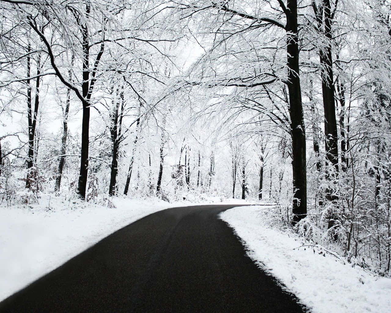 Icy Road, winter forest, snow, HD Desktop Wallpaper