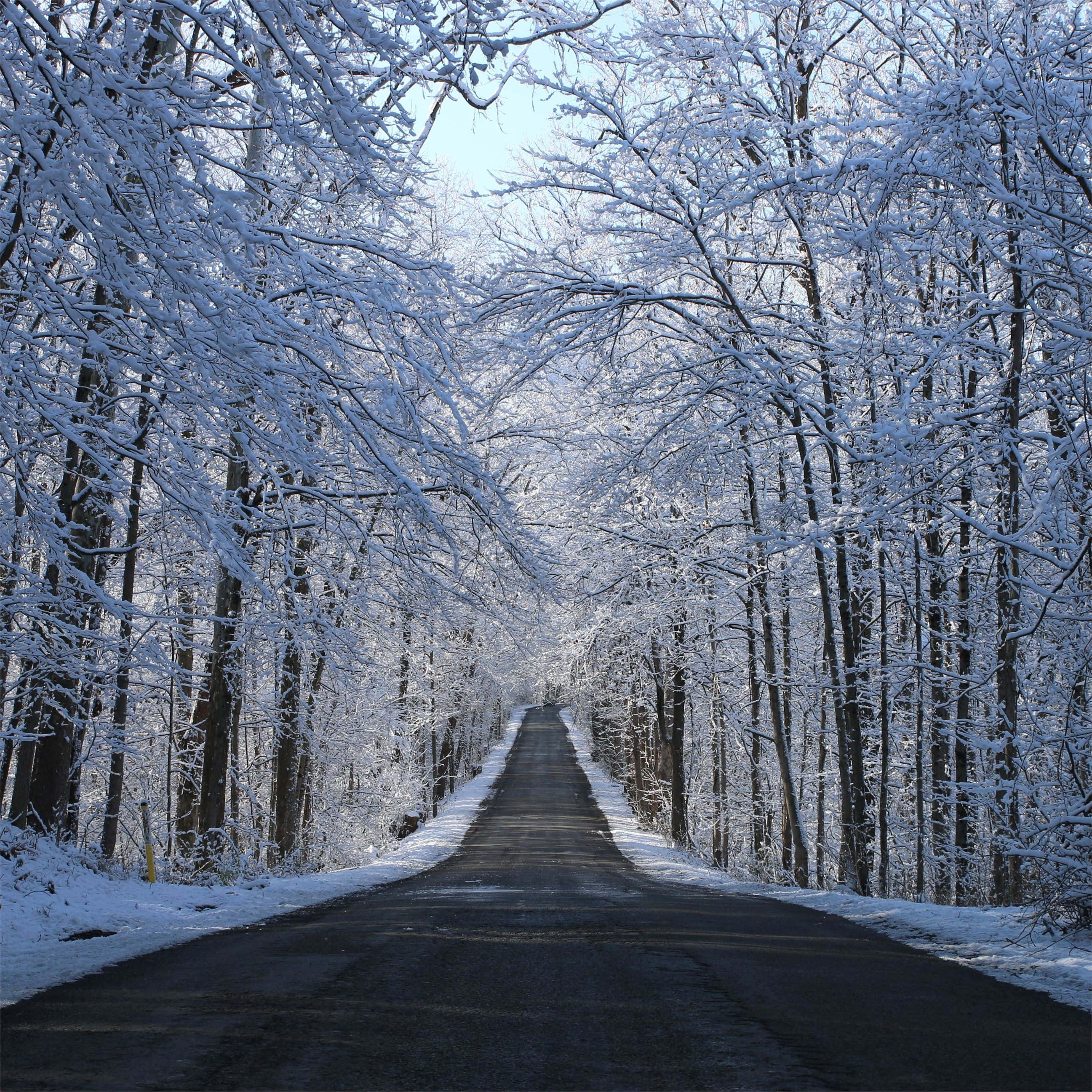 Icy Road, snowy forest, trees heavily coated in frost, 2K Desktop Wallpaper