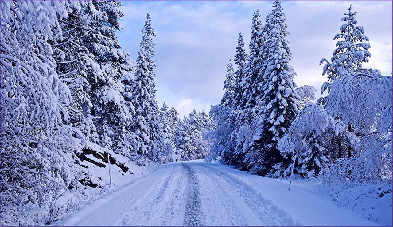 icy road, snow-covered road, dense forest, HD Desktop Wallpaper