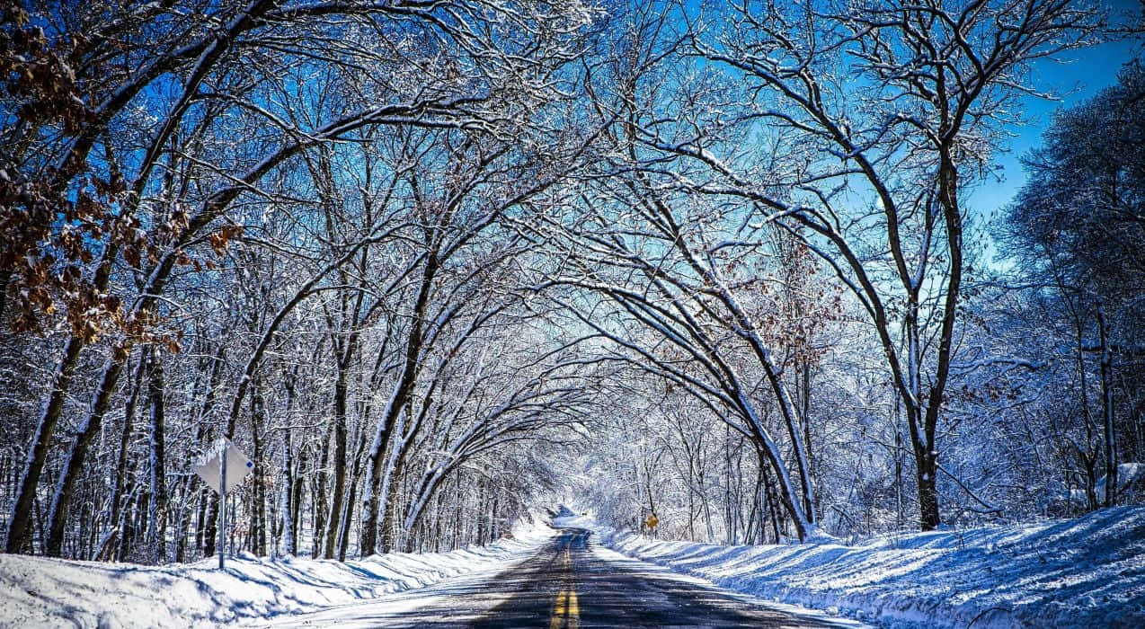 icy road, snow-covered road, tunnel of bare winter trees, SD Desktop Wallpaper