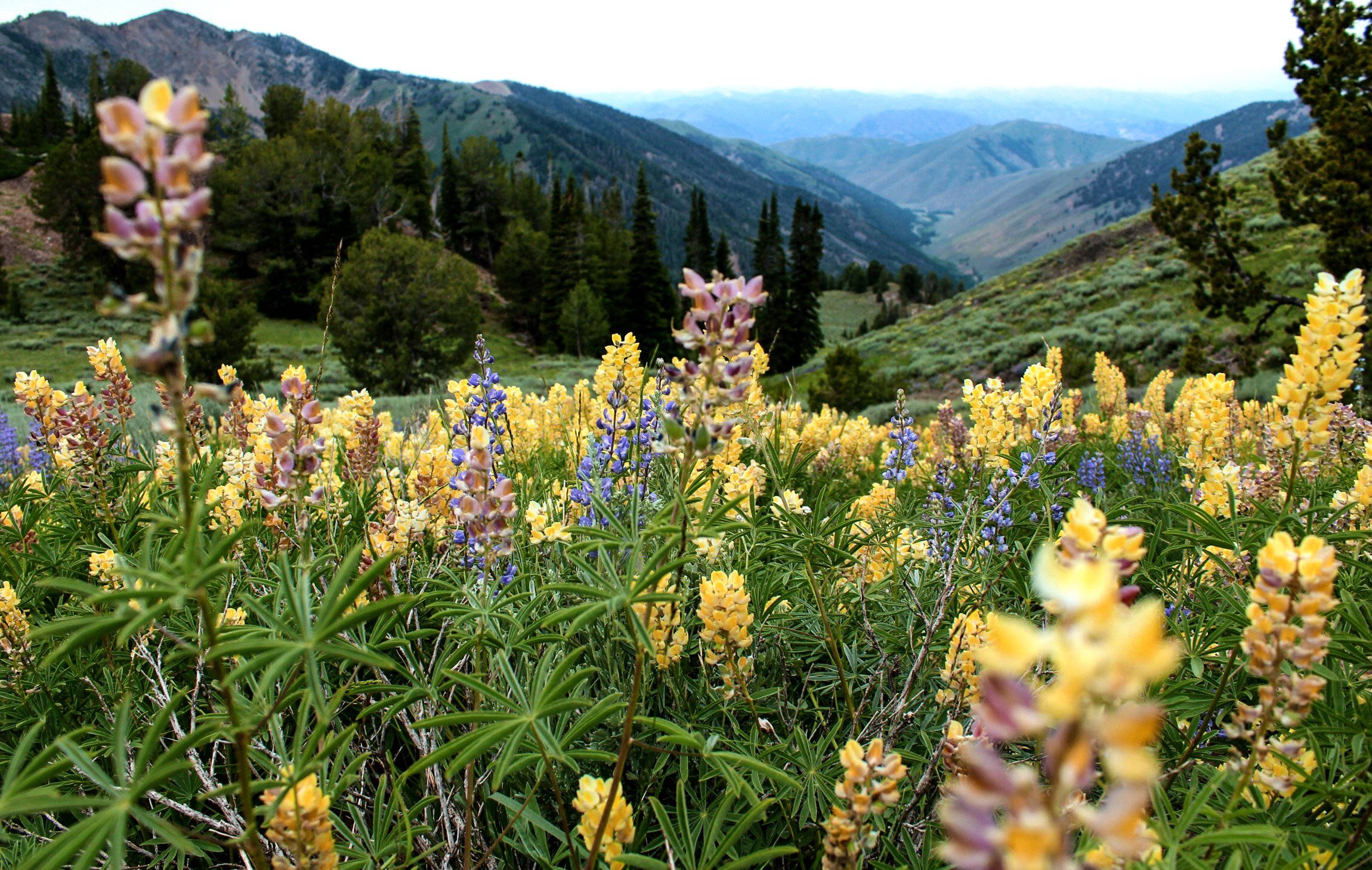 lupine flowers, sunlit meadow, rolling green mountains, Full HD Desktop Wallpaper