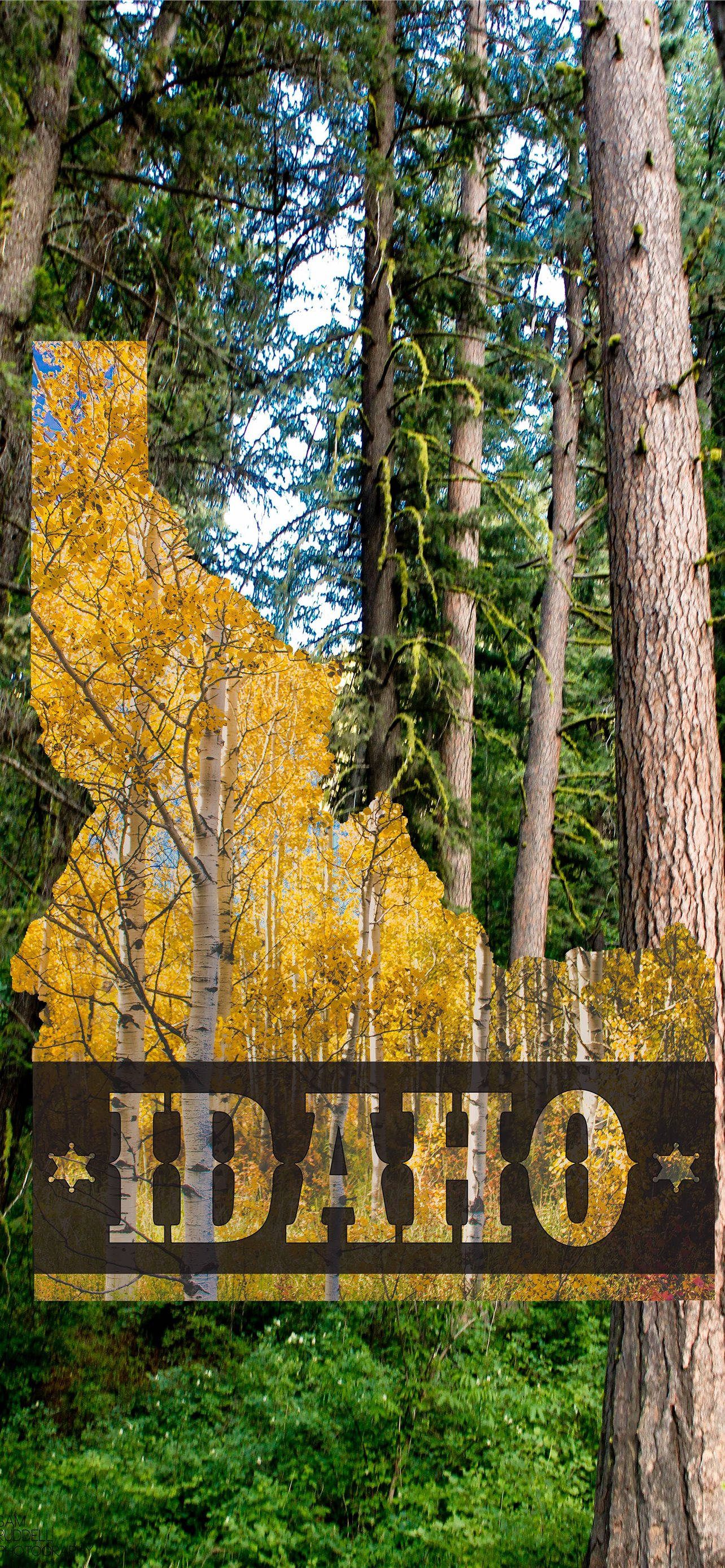 Idaho, forest, golden aspen trees, 2K Phone Wallpaper