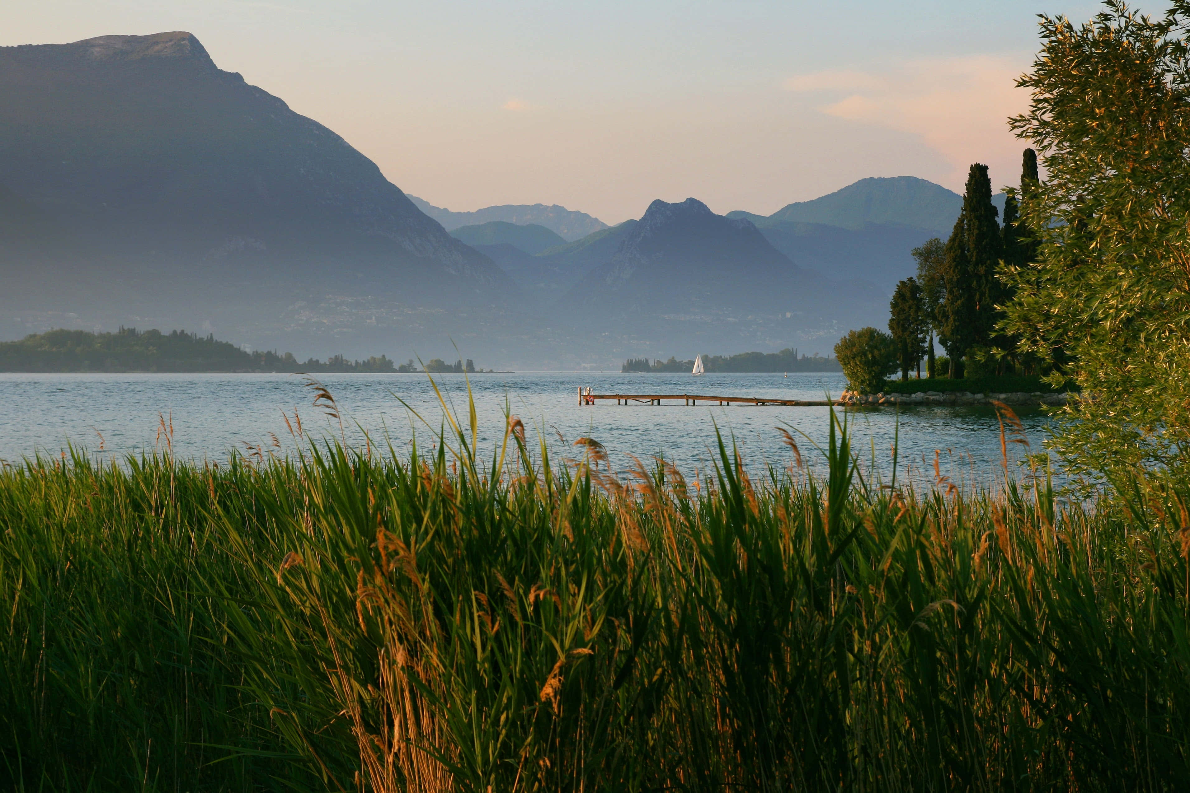 Idyllic Grass, golden reeds, tranquil lake, 2K Desktop Wallpaper