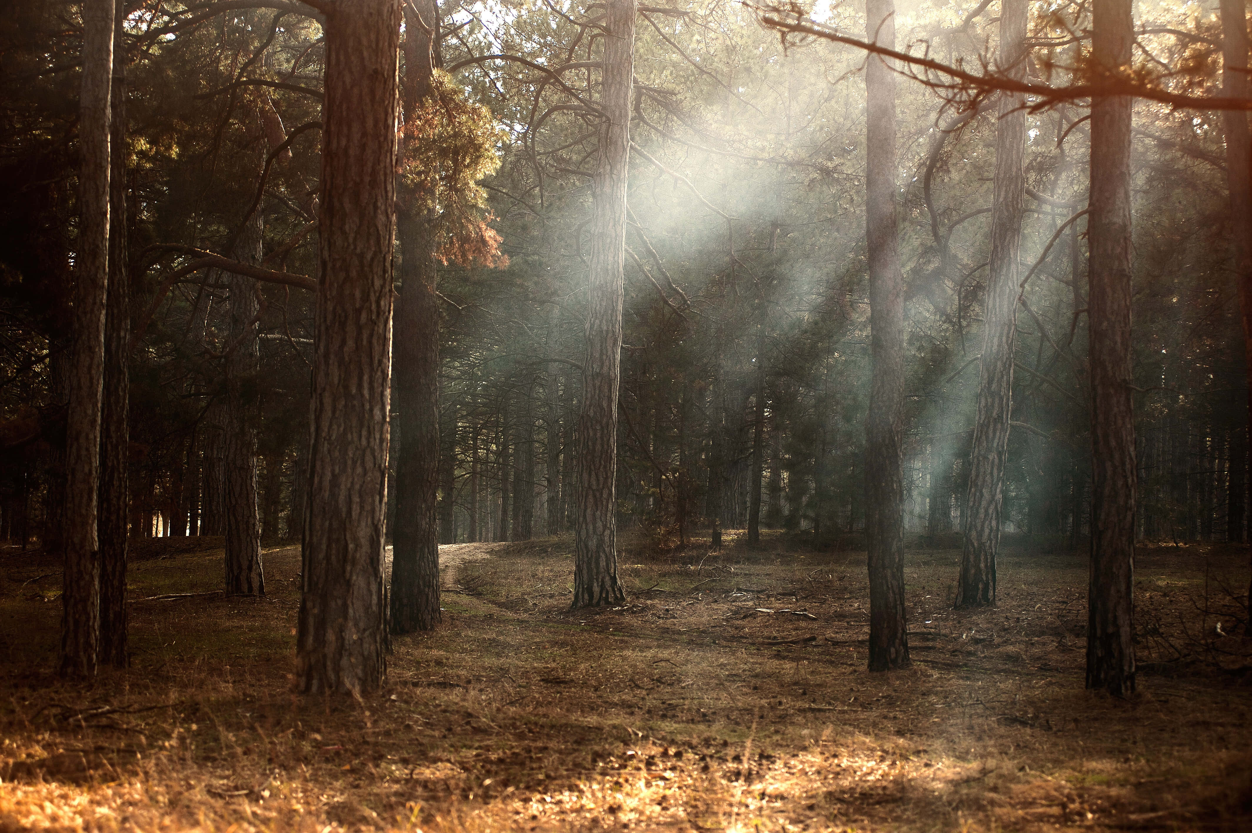Idyllic, sunlight, pine trees, 4K Desktop Wallpaper