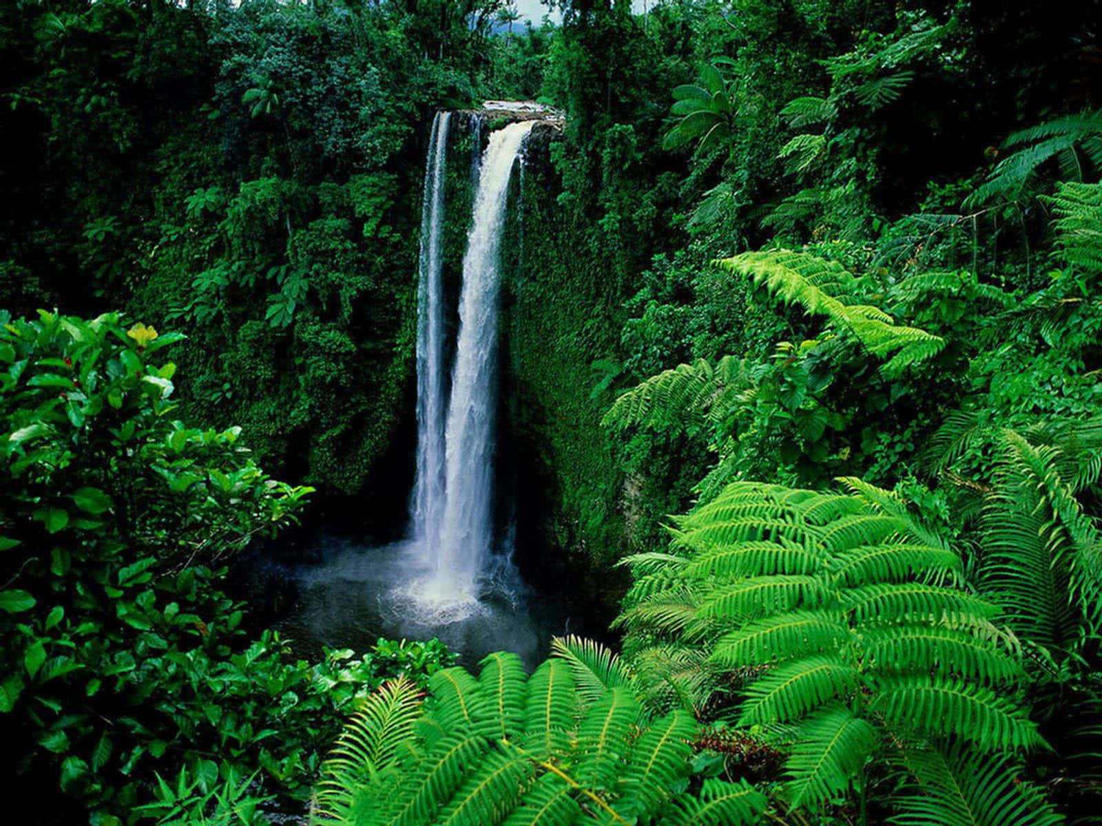 Idyllic Waterfalls, tall waterfall, dense emerald jungle foliage, HD Desktop Wallpaper