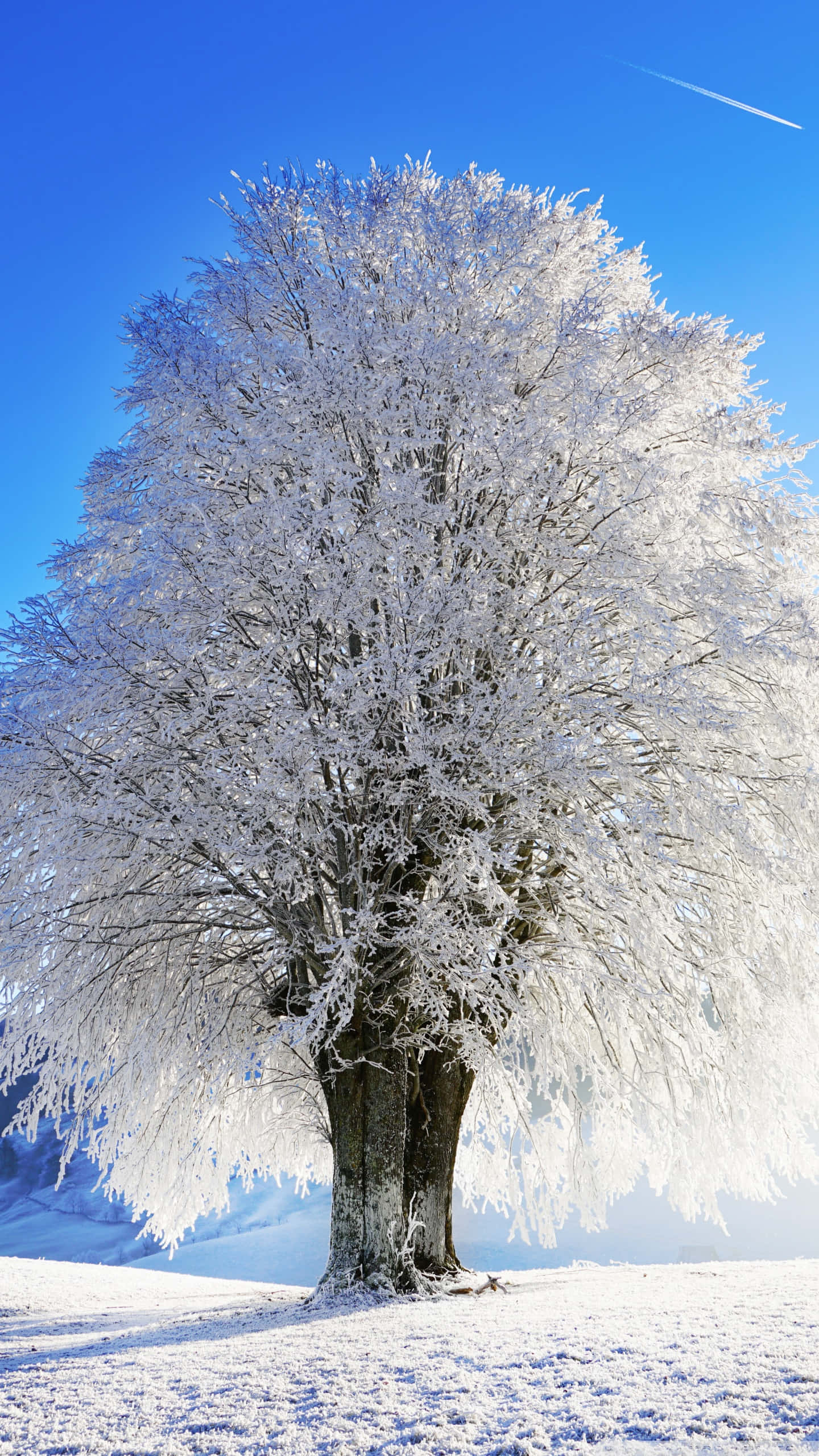 Idyllic Snow Tree, frost-covered tree, snowy field, 2K Phone Wallpaper