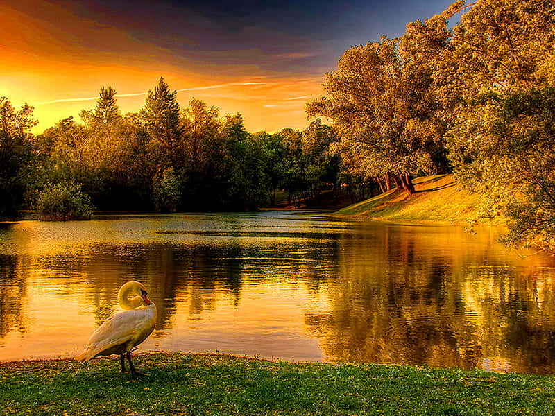Idyllic, goose, sunset, SD Desktop Wallpaper