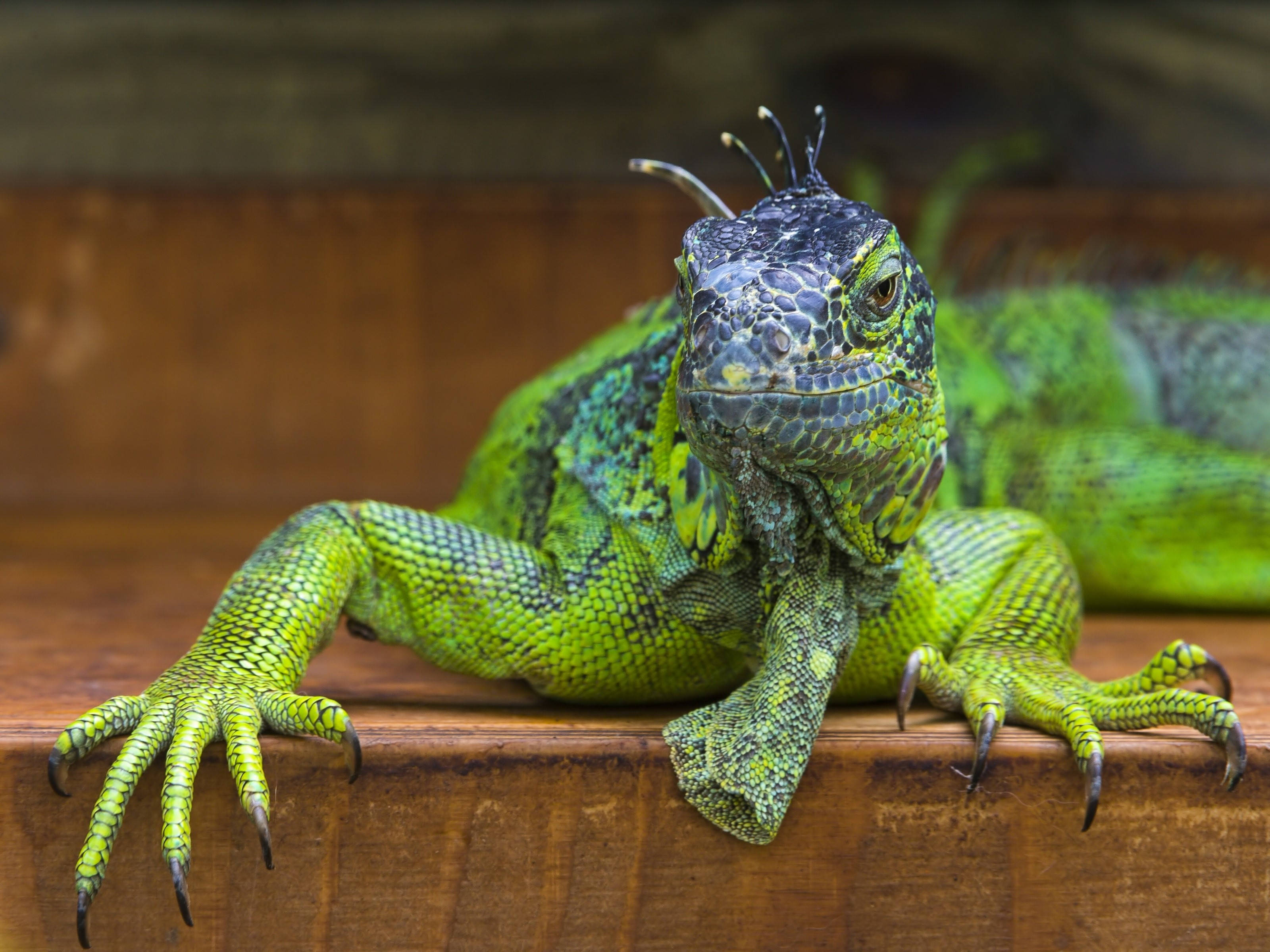 black head green iguana, vibrant green iguana, detailed scales, 2K Desktop Wallpaper