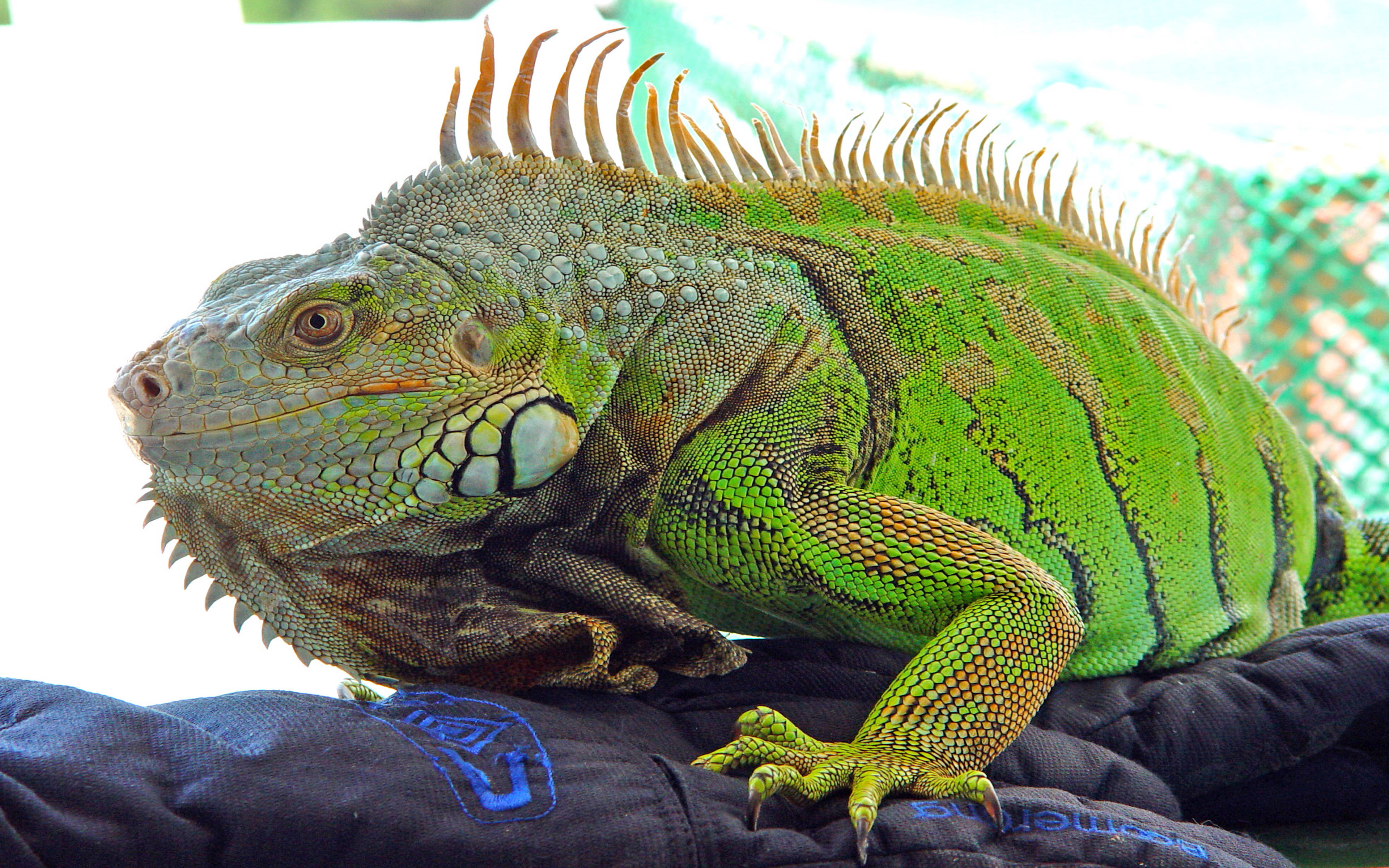 green iguana, black hand gloves, spiky dorsal crest, 4K Desktop Wallpaper
