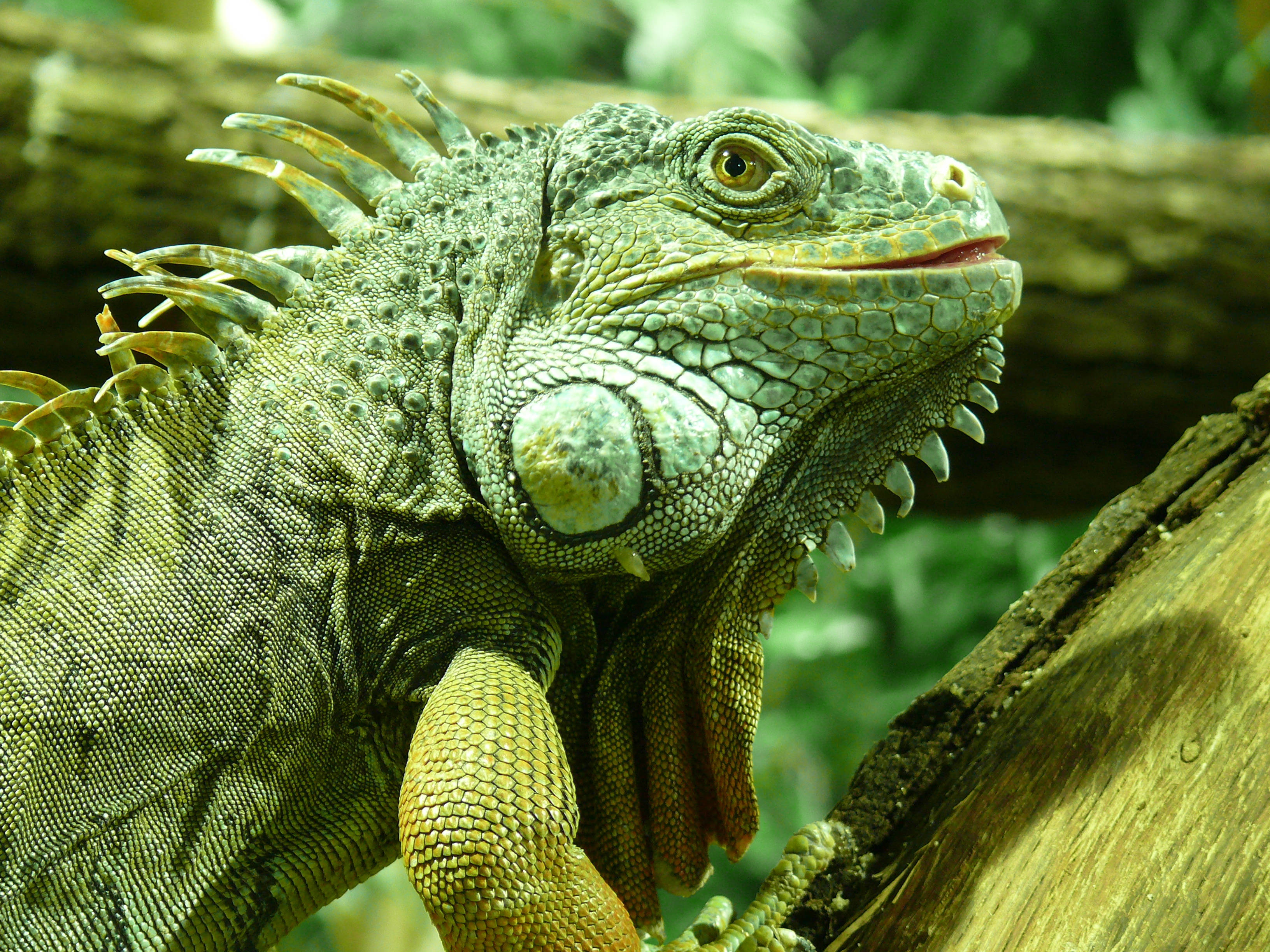 adult green iguana, tree, log, 2K Desktop Wallpaper