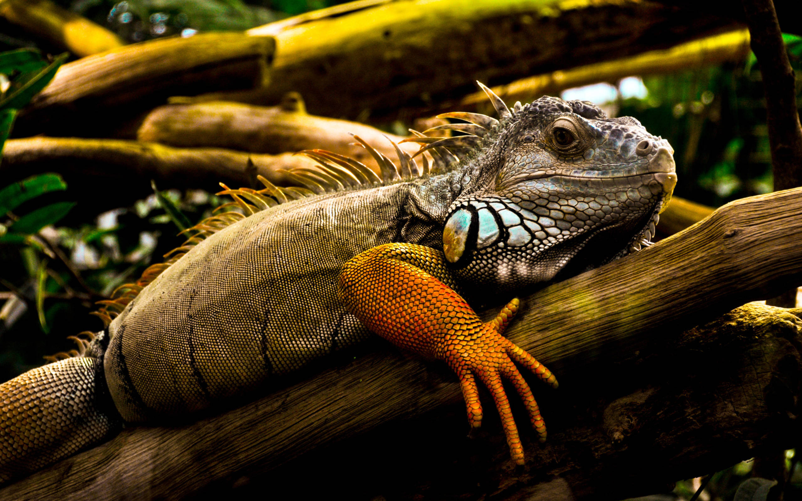 green iguana, orange legs, sunlit log, 2K Desktop Wallpaper