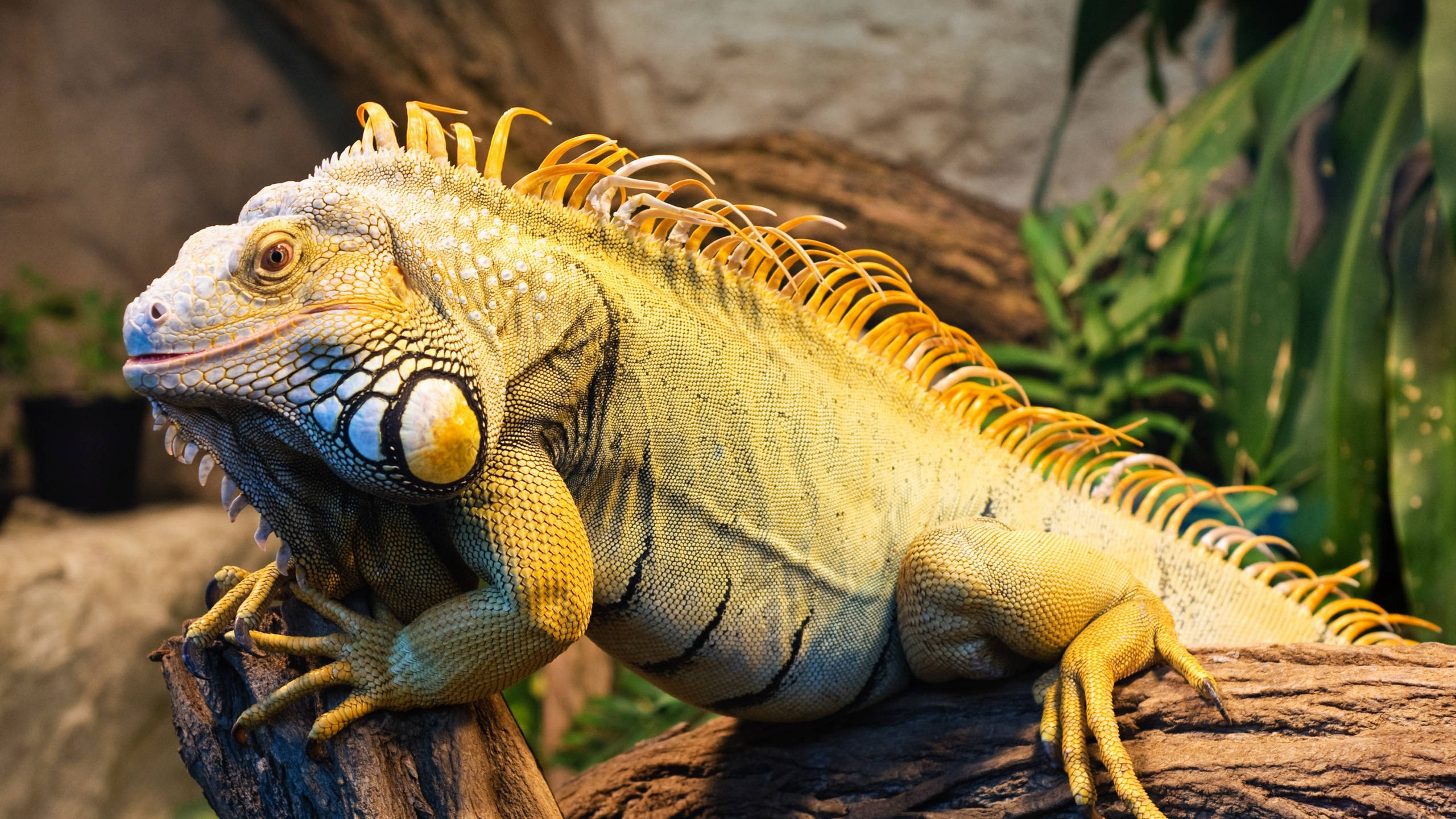 green iguana, yellow crest, golden spines, 2K Desktop Wallpaper