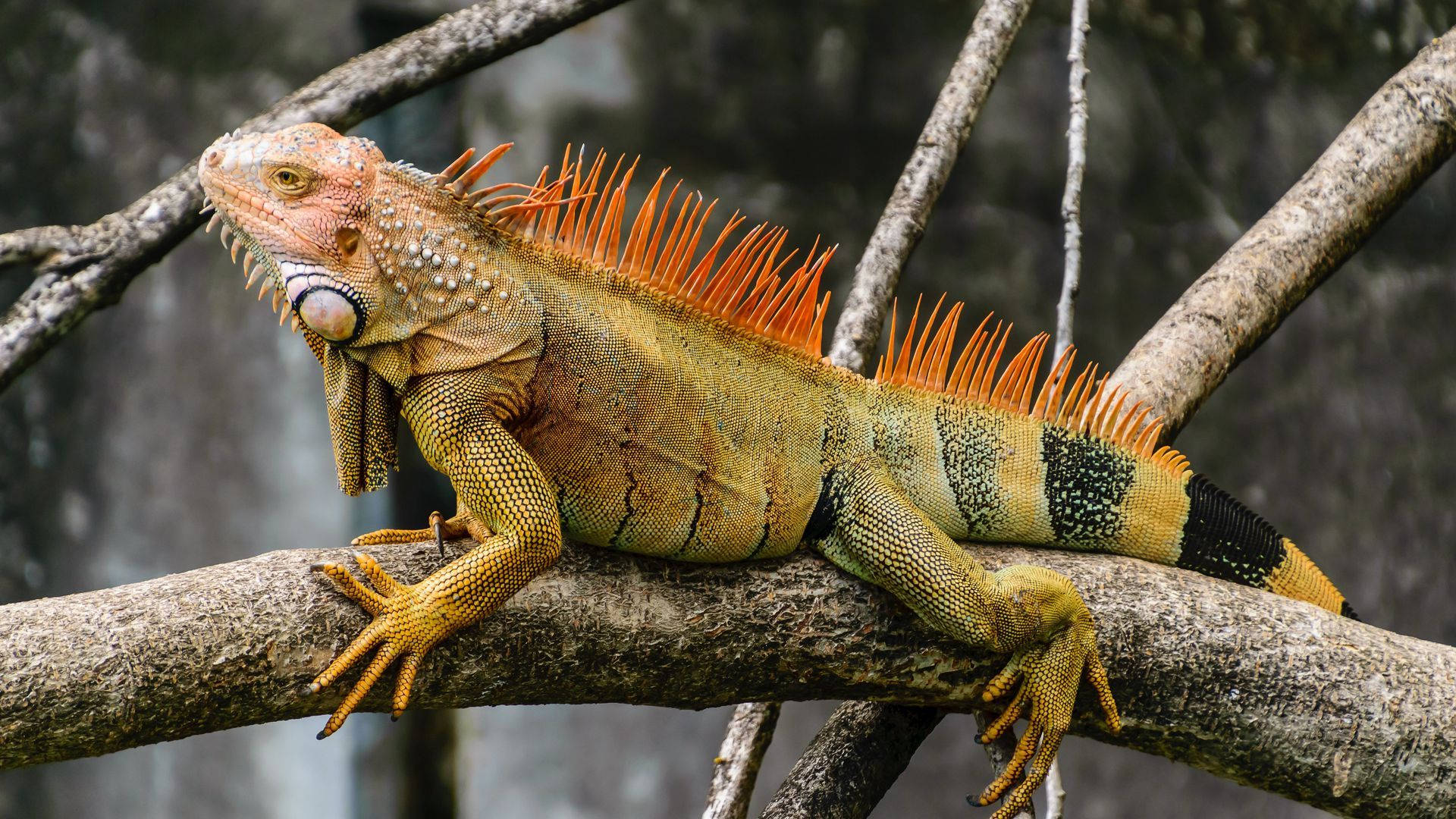 black and green iguana, vibrant green iguana, orange spines, Full HD Desktop Wallpaper