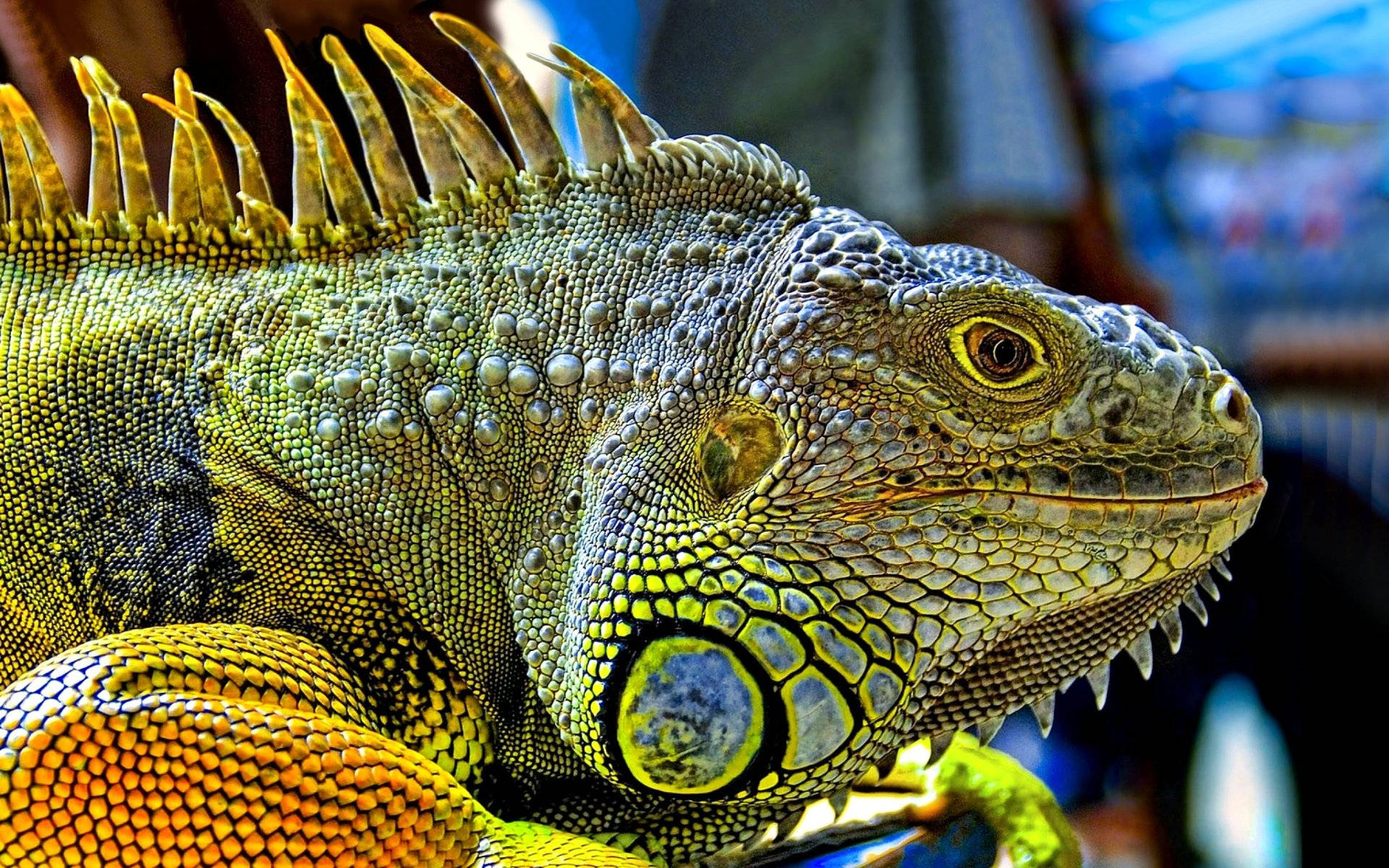 bright green iguana, spiky dorsal crest, detailed scales, Full HD Desktop Wallpaper