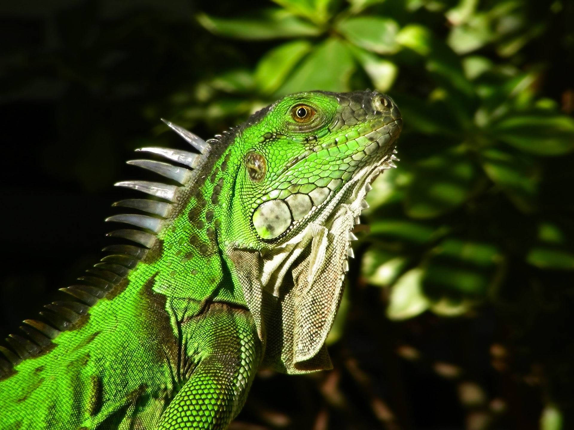 green iguana, spiky crest, dappled sunlight, Full HD Desktop Wallpaper