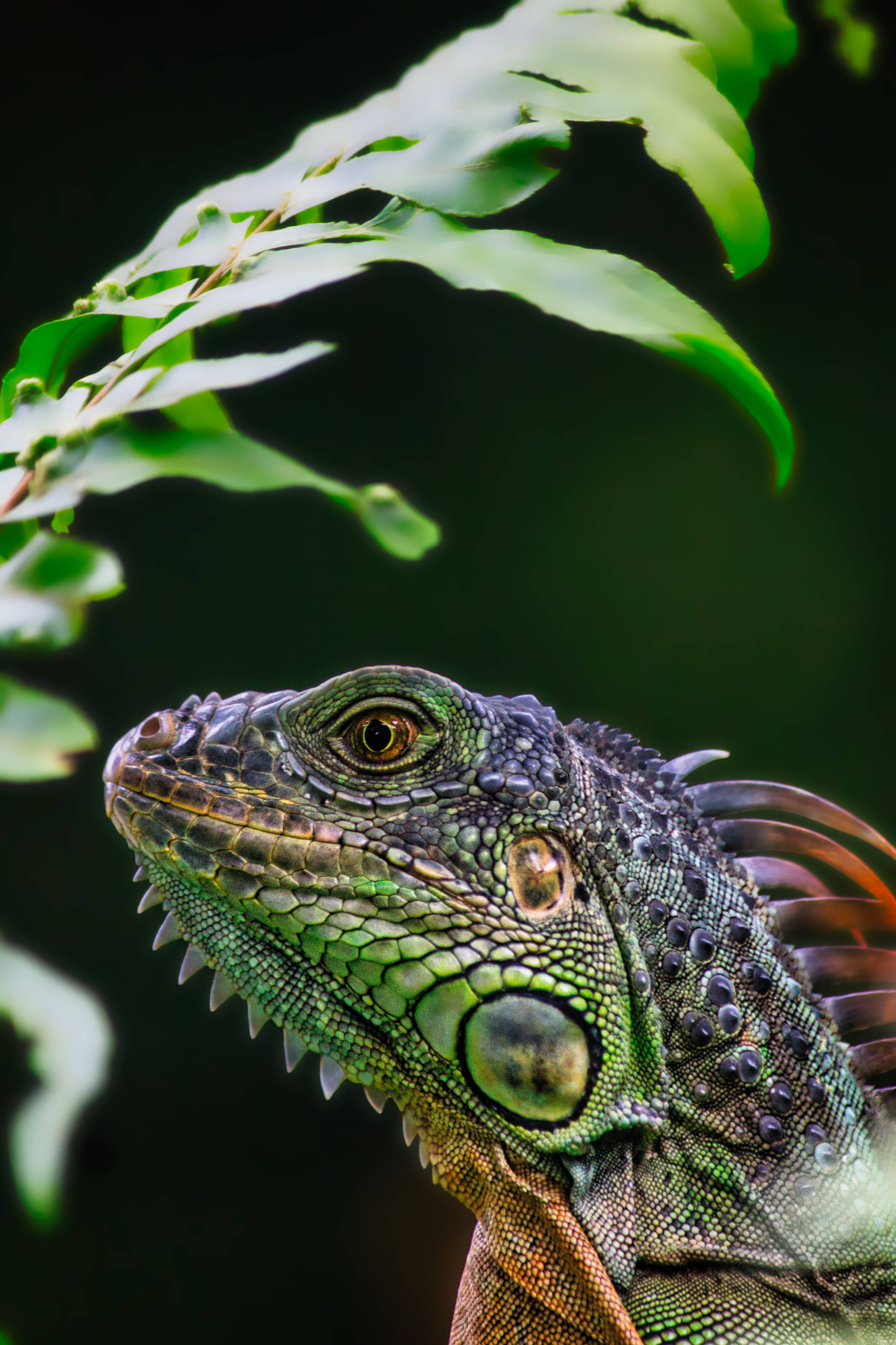 green iguana, fern leaf, detailed scales, 5K Phone Wallpaper